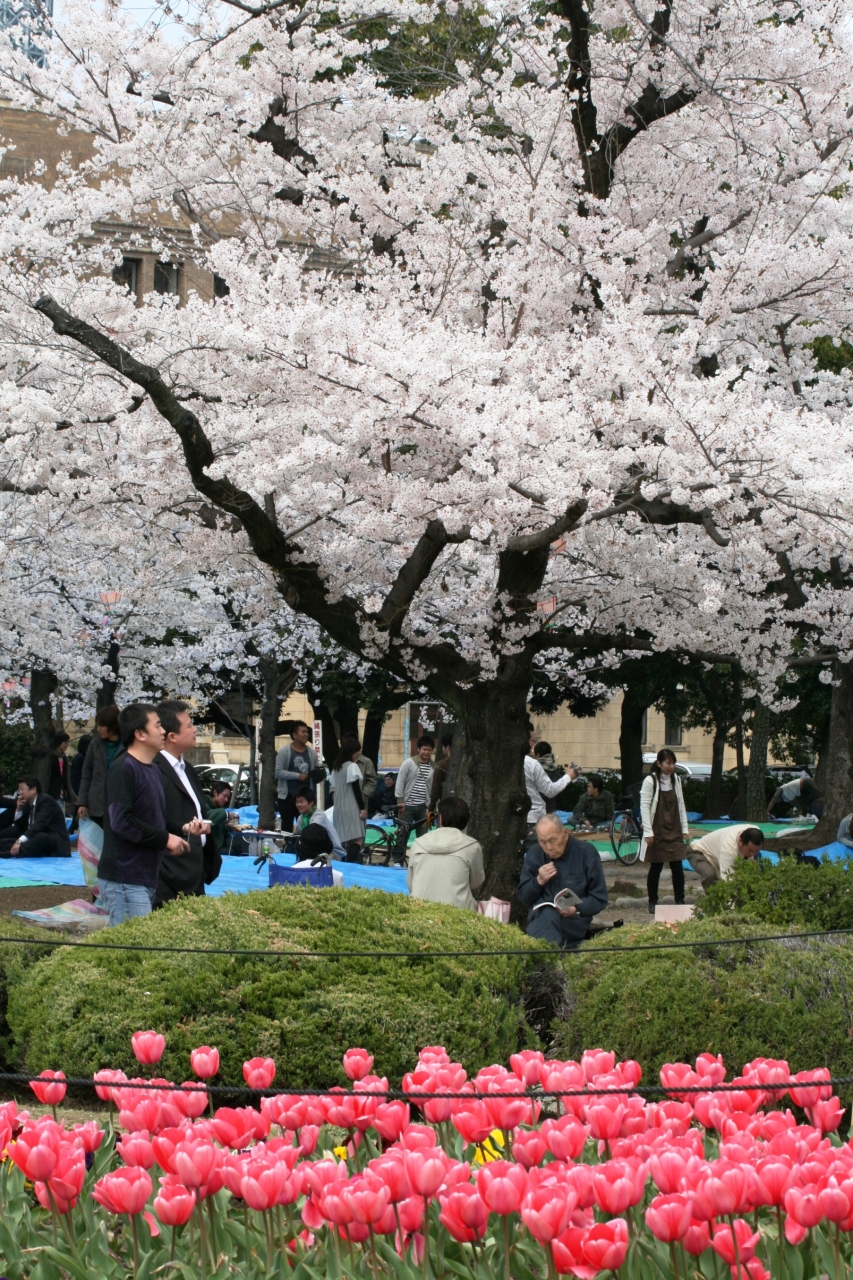 08春 桜名所百選 鶴舞公園 1 4月2日 1 鶴舞公園花まつり 染井吉野 噴水塔 屋台 花見の宴 鶴舞 堀田 愛知県 の旅行記 ブログ By 旅人のくまさんさん フォートラベル