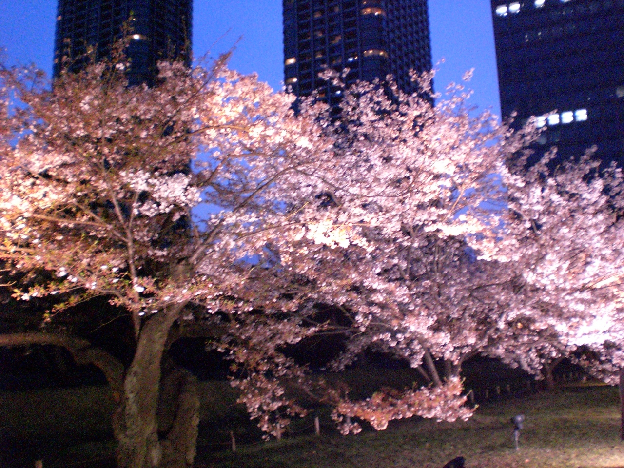 花見ツアー 浅草 水上バス 浜離宮 浅草 東京 の旅行記 ブログ By もちゃもちゃさん フォートラベル