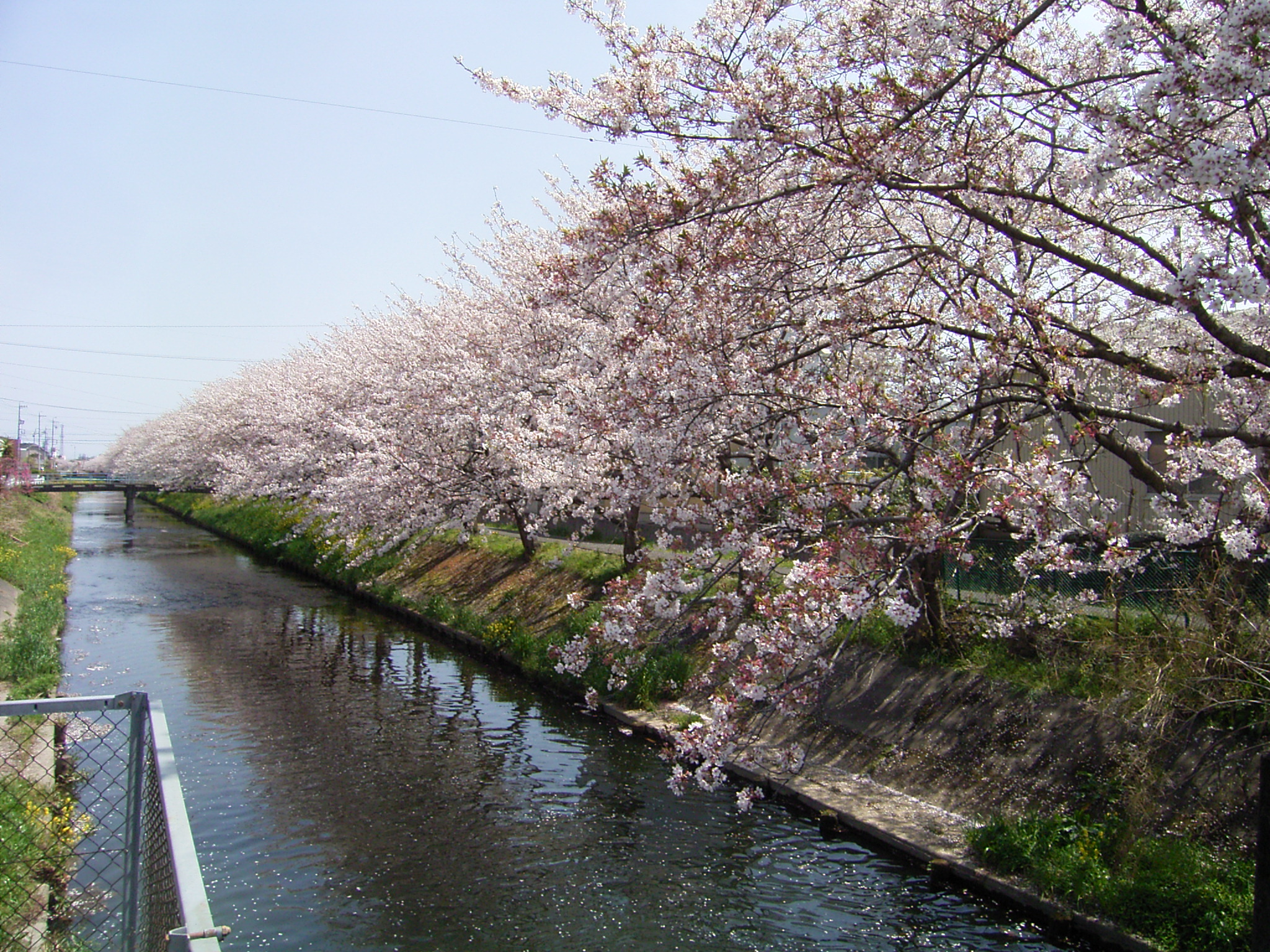 さくらを探して走りまわってみた 藤枝 岡部 静岡県 の旅行記 ブログ By Sayqooさん フォートラベル