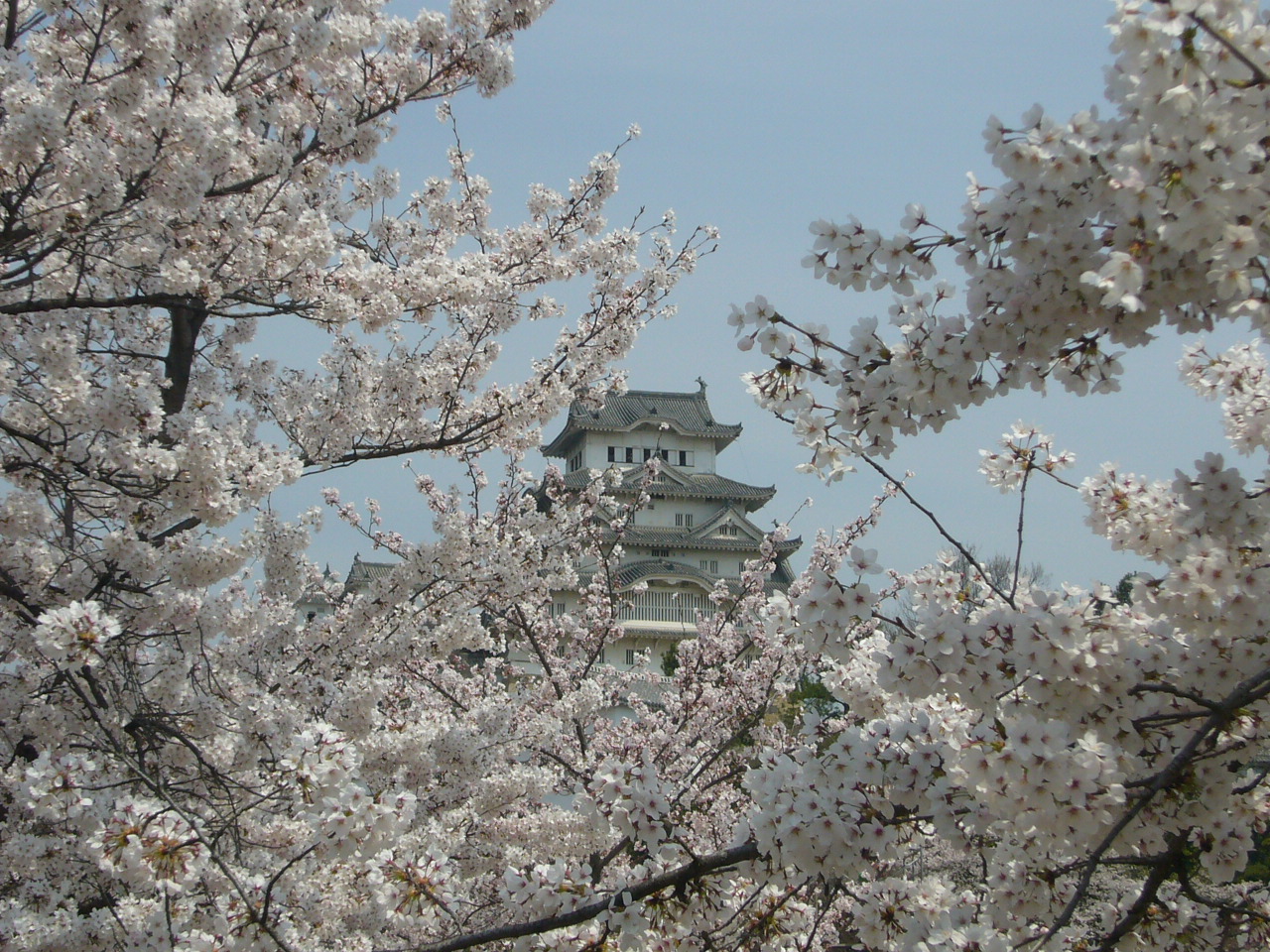 08 姫路城 お城の桜と好古園散策 姫路 兵庫県 の旅行記 ブログ By ニコイチさん フォートラベル