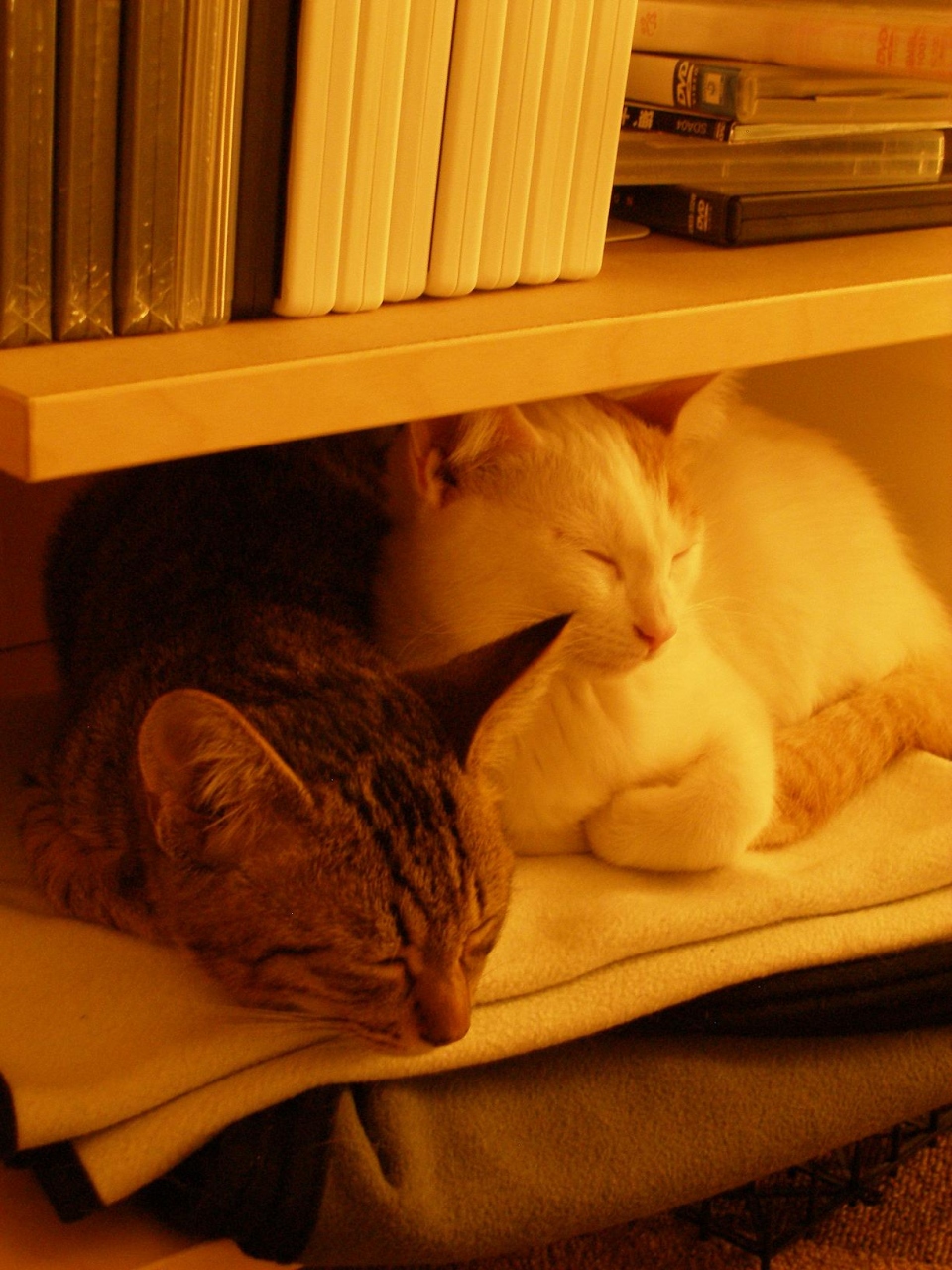 初体験 猫カフェ In 池袋 池袋 東京 の旅行記 ブログ By ジュリままさん フォートラベル