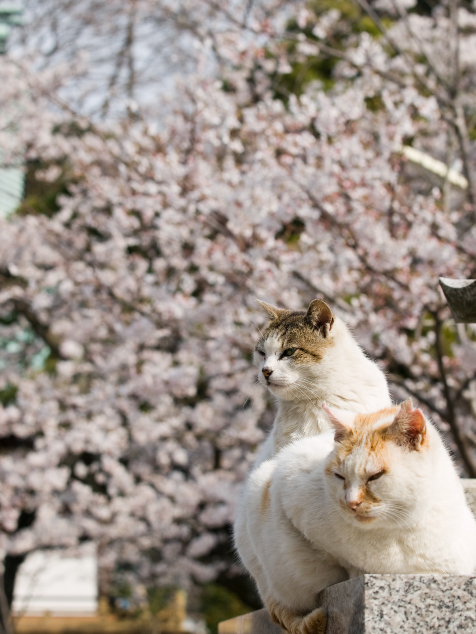 桜の鎌倉 お花見するネコ 鎌倉 神奈川県 の旅行記 ブログ By 一花一葉さん フォートラベル 桜の鎌倉 お花見するネコ 鎌倉 神奈川県 の旅行記 ブログ By 一花一葉さん フォートラベル