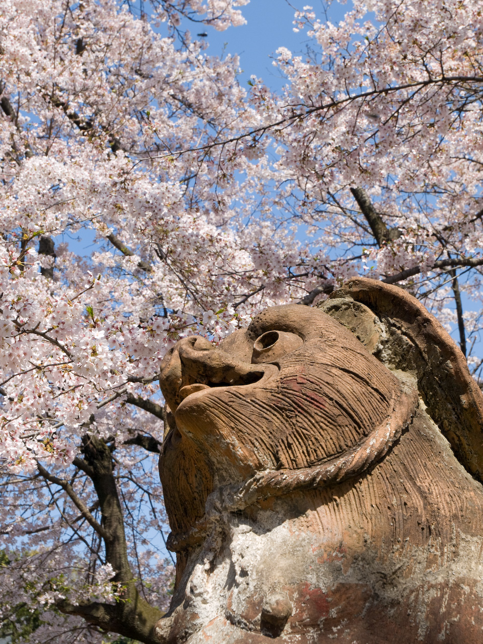 館林芝桜の庭 お花見するタヌキ 館林 群馬県 の旅行記 ブログ By 一花一葉さん フォートラベル