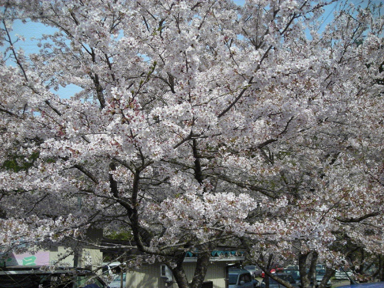 ２００８花見ｎｏ５ 寺尾千本桜 岐阜市 岐阜県 の旅行記 ブログ By さや犬さん フォートラベル