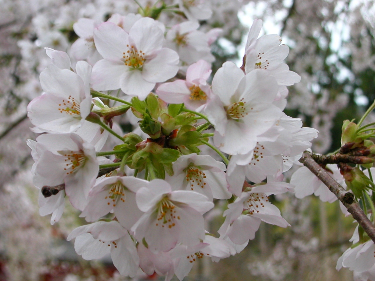 08三千院門跡どうした 桜 八瀬 大原 貴船 鞍馬 京都 の旅行記 ブログ By たけぼうさん フォートラベル