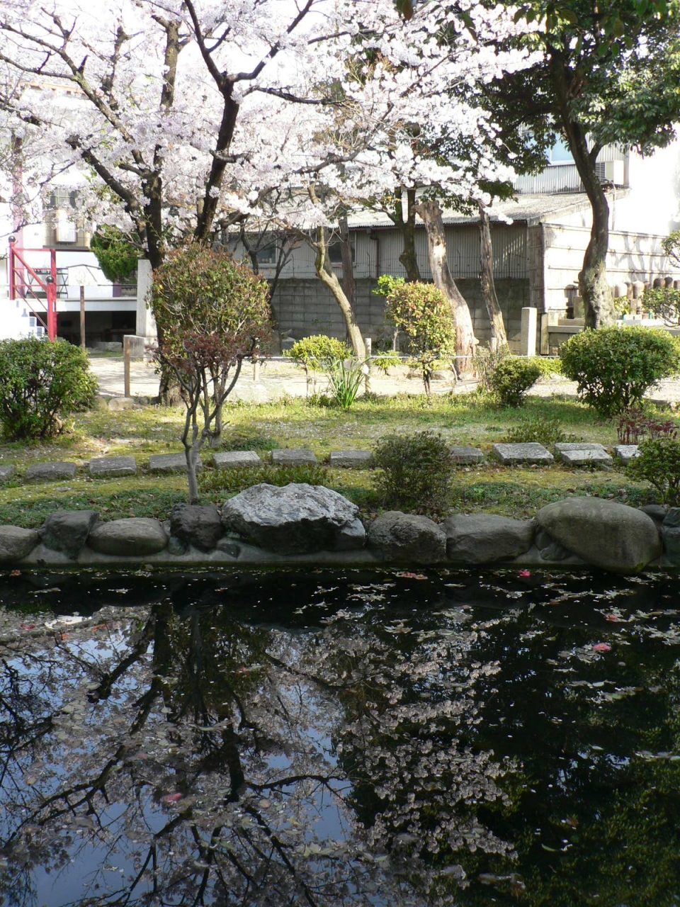 日本の旅 関西を歩く 京都 墨染 伏見稲荷の桜 伏見 京都 の旅行記 ブログ By さすらいおじさんさん フォートラベル