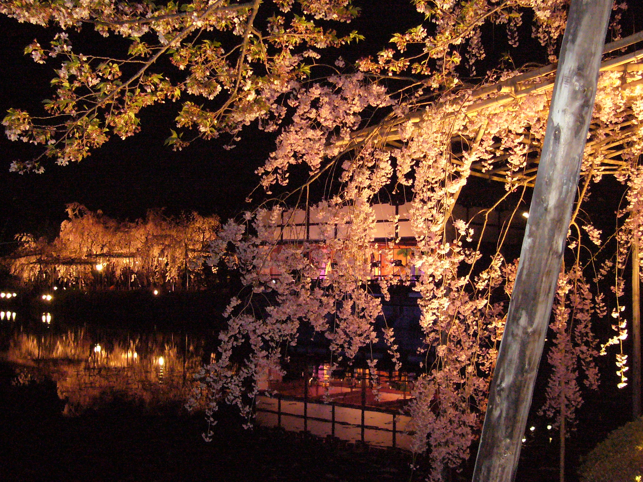 平安神宮紅しだれコンサート 下鴨 宝ヶ池 平安神宮 京都 の旅行記 ブログ By にこちゃんさん フォートラベル