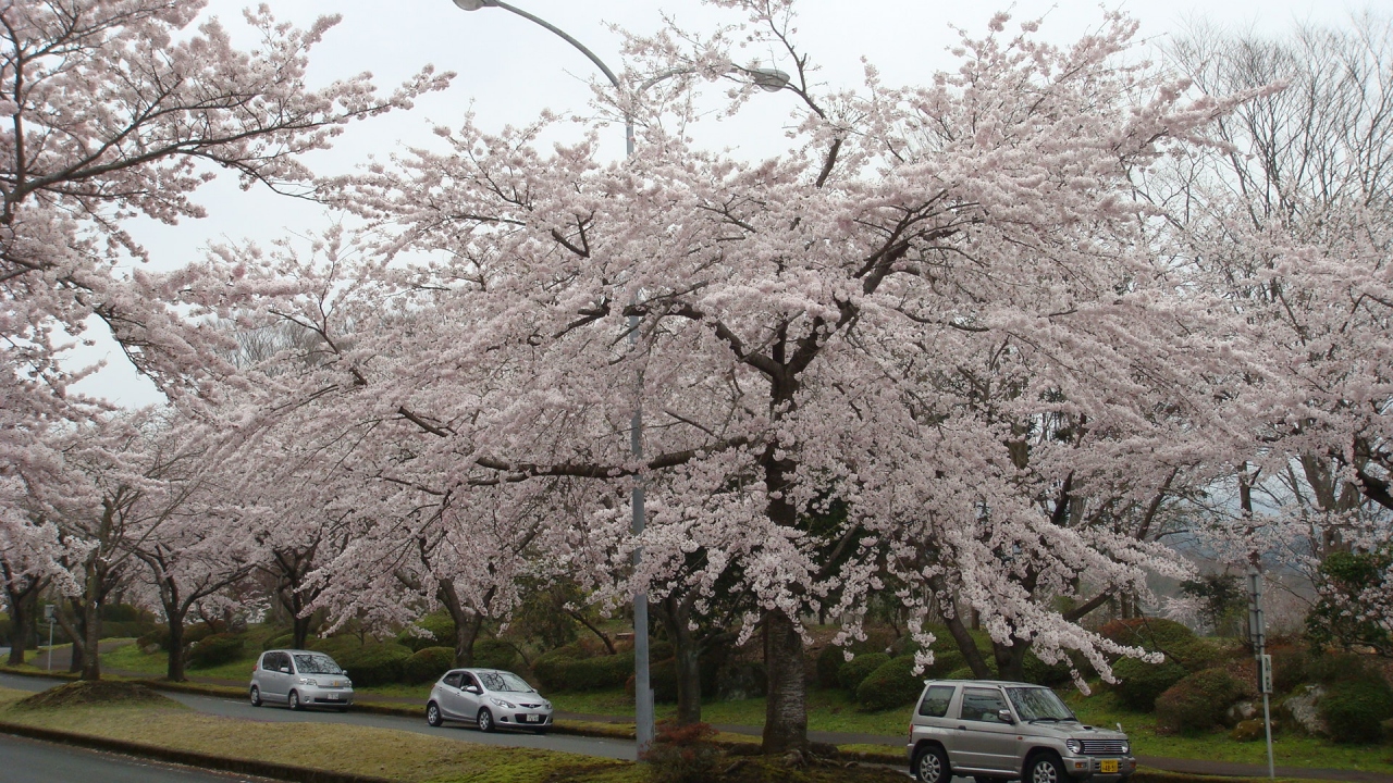 富士桜自然墓地公園の桜 富士宮 静岡県 の旅行記 ブログ By Hn11さん フォートラベル