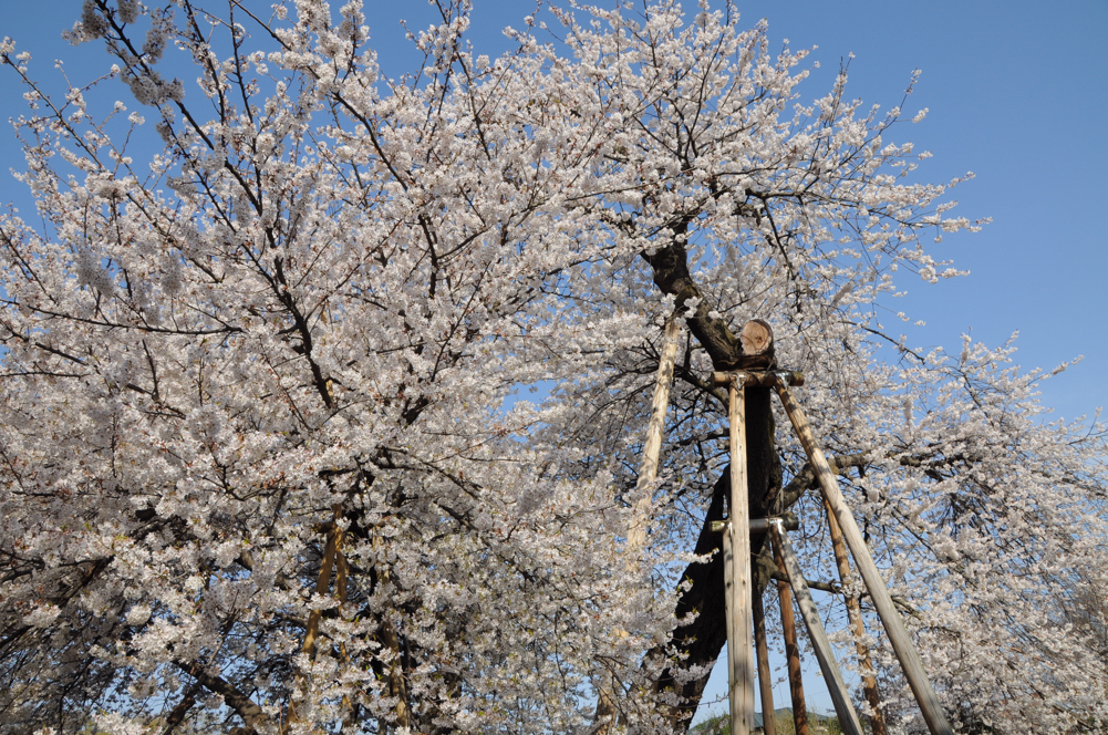 北本の春 江戸彼岸と石戸蒲桜 鴻巣 桶川 北本 埼玉県 の旅行記 ブログ By 旅猫さん フォートラベル