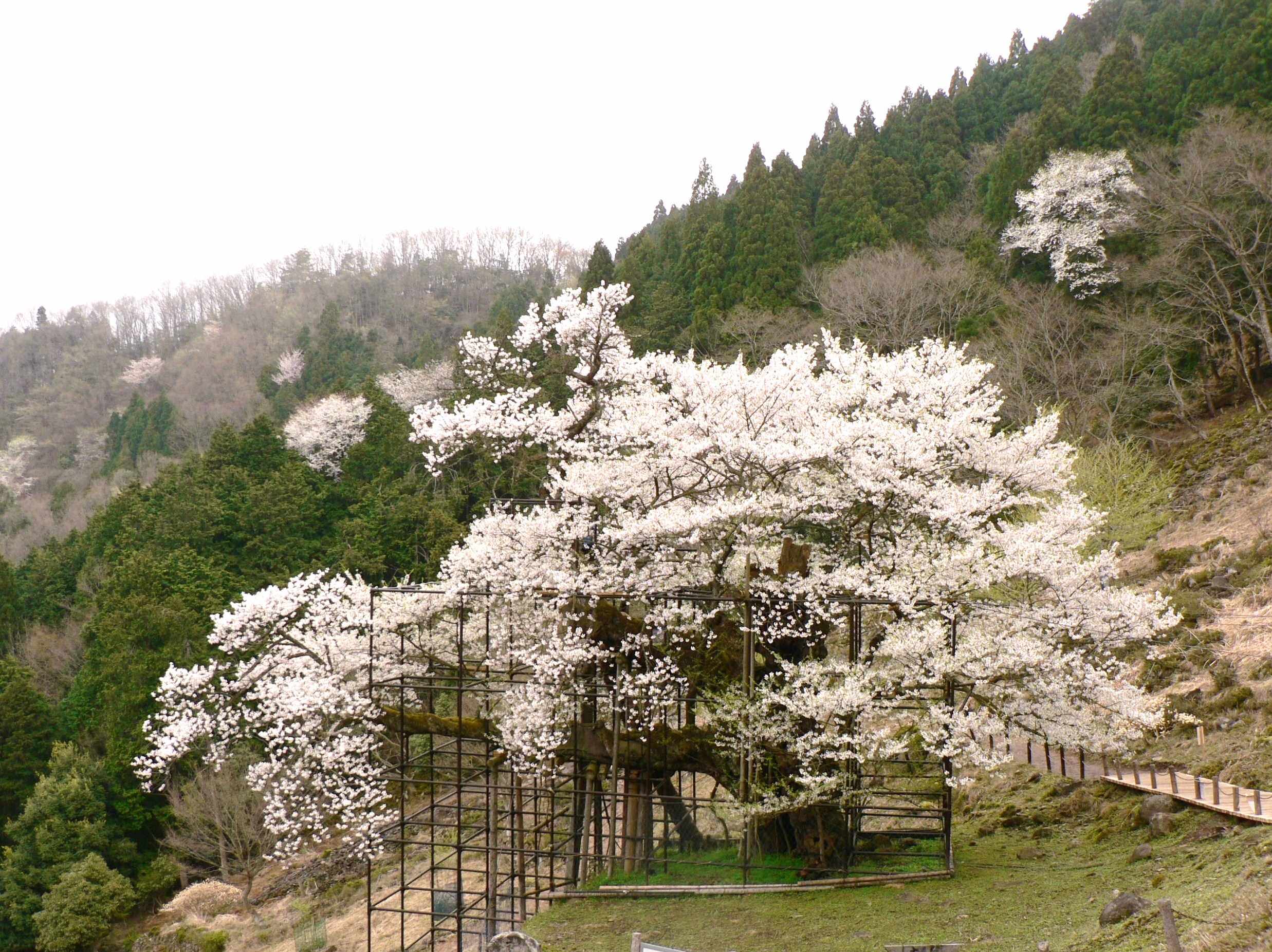 但馬地方の桜 樽見の大桜 氷ノ山 ハチ高原 兵庫県 の旅行記 ブログ By Ohchanさん フォートラベル