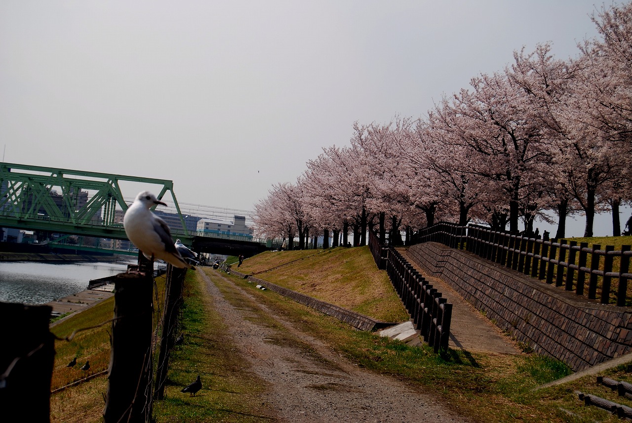 08年春 荒川土手の桜 赤羽 東京 の旅行記 ブログ By Jun1さん フォートラベル
