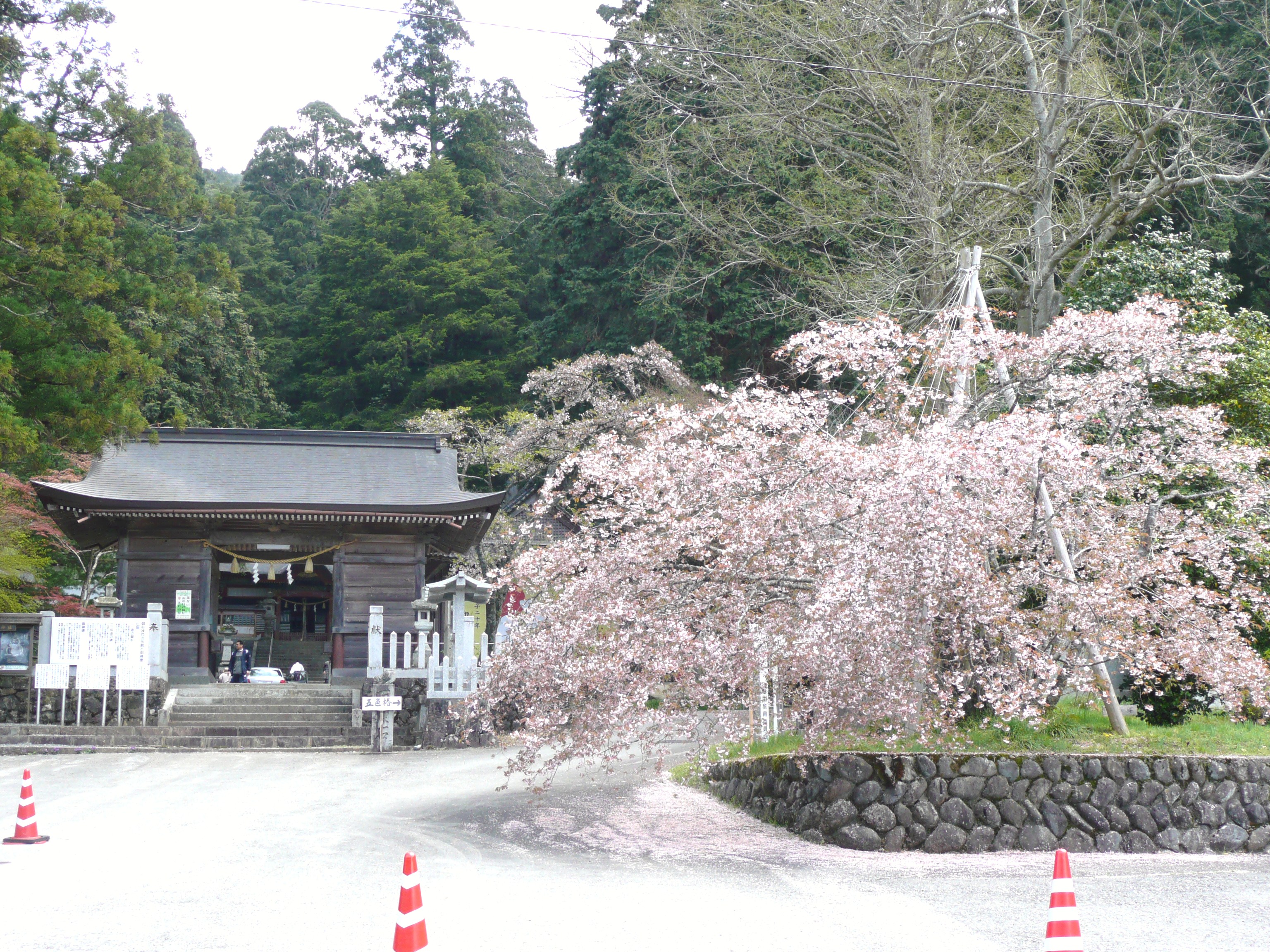 御形神社の正福寺桜 宍粟 兵庫県 の旅行記 ブログ By Ohchanさん フォートラベル 御形神社の正福寺桜 宍粟 兵庫県 の旅行記 ブログ By Ohchanさん フォートラベル