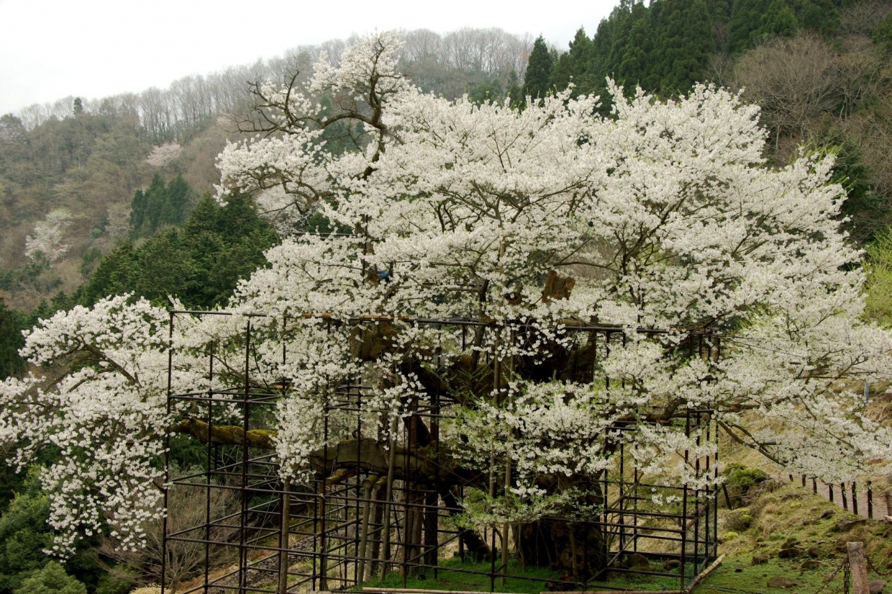 但馬の旅 樽見の大桜 兵庫県の旅行記 ブログ By 陽さん フォートラベル