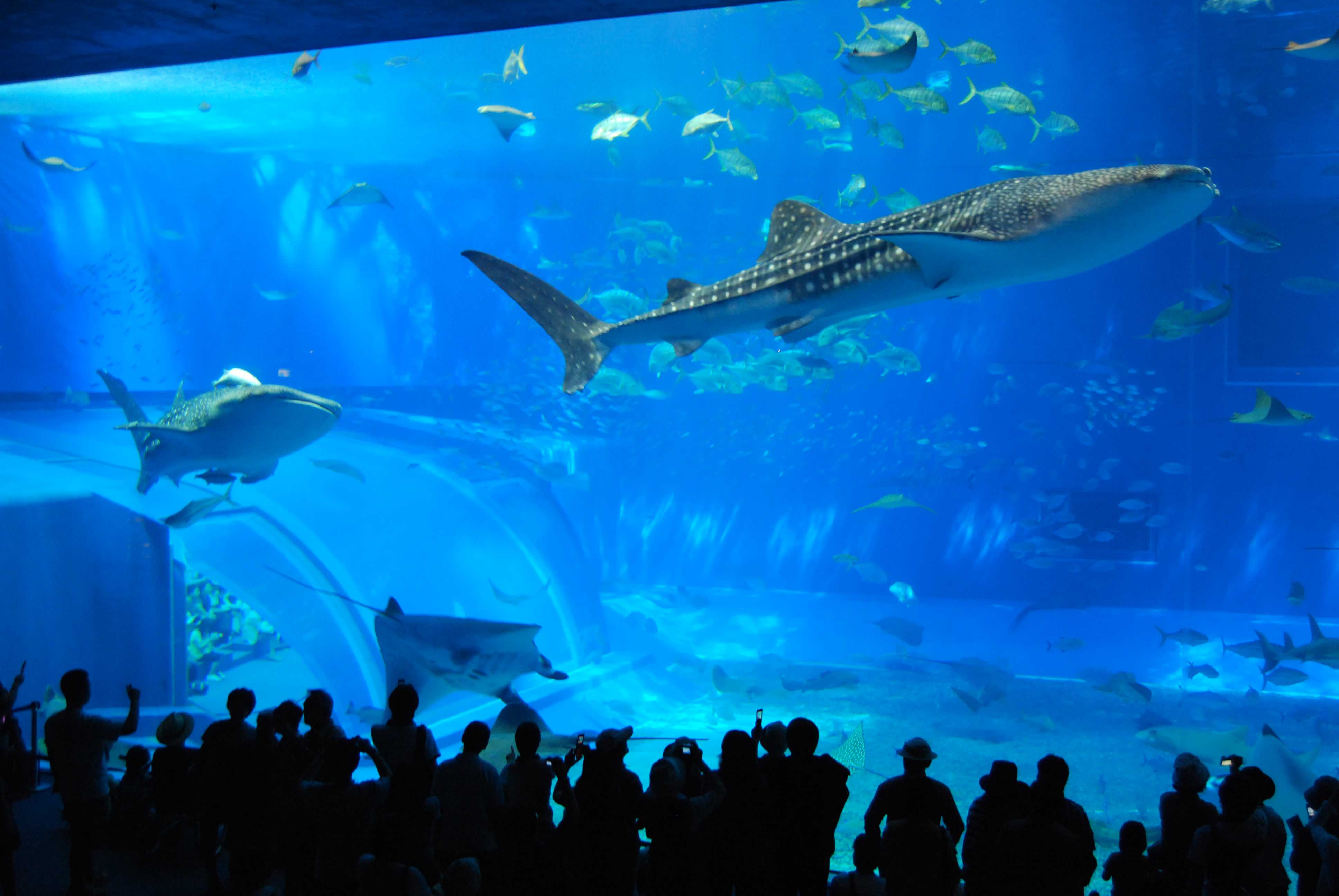 お魚と目が合う美ら海水族館 マンタにジンベエザメに大満足 沖縄県の旅行記 ブログ By くにちゃんさん フォートラベル