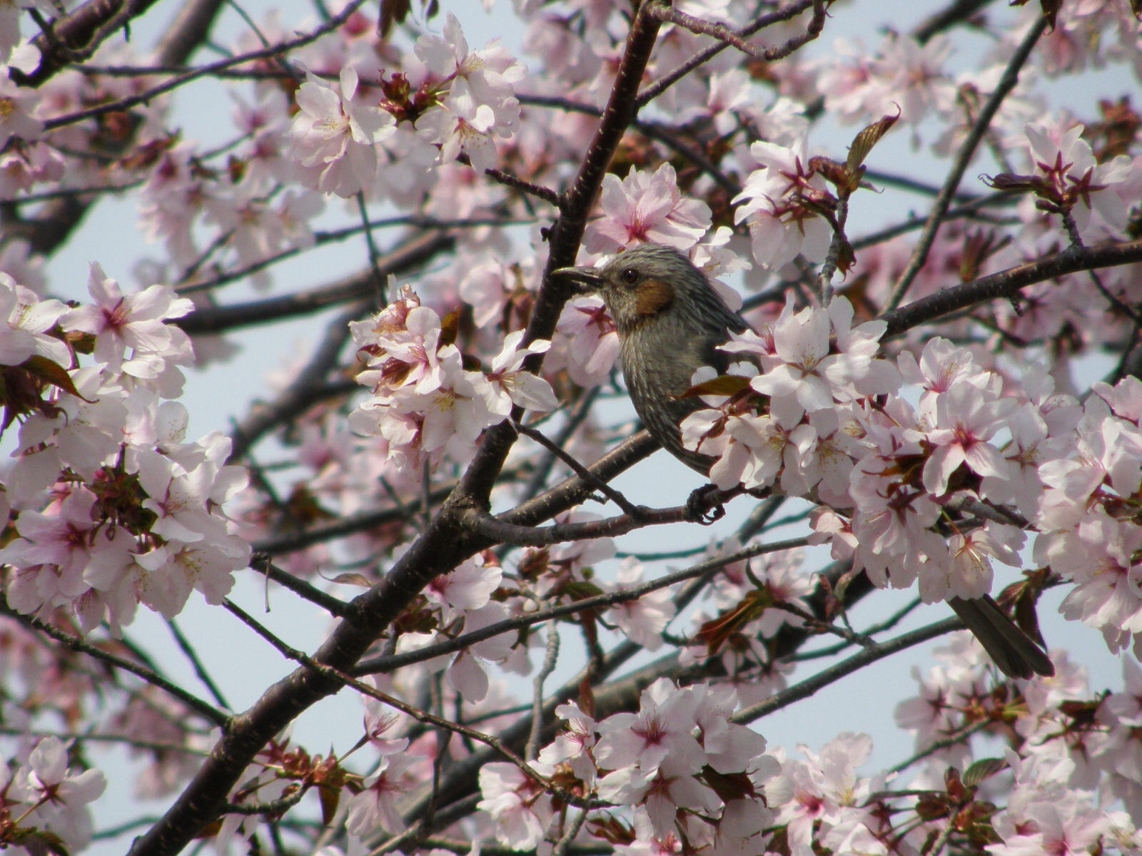 札幌 桜の隠れ名所 琴似 発寒中央 北海道 の旅行記 ブログ By こざくらさん フォートラベル 札幌 桜の隠れ名所 琴似 発寒中央 北海道 の旅行記 ブログ By こざくらさん フォートラベル