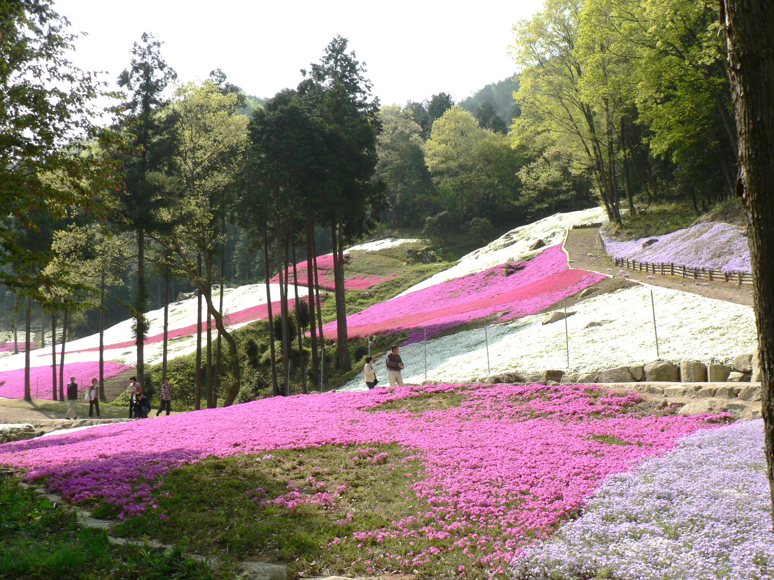 ヤマサ蒲鉾 夢鮮館 芝桜の小道 姫路 兵庫県 の旅行記 ブログ By Ohchanさん フォートラベル