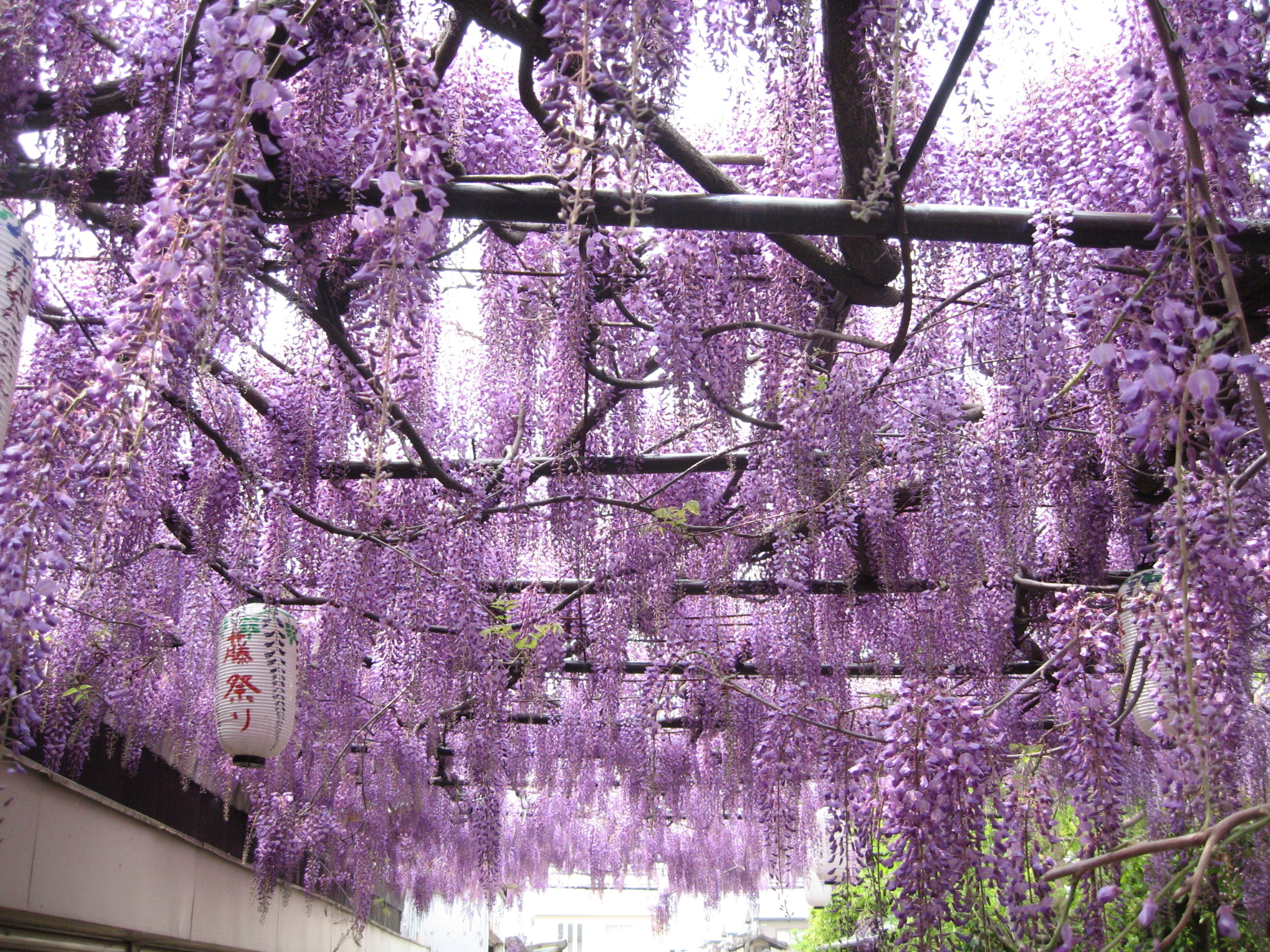 藤のお屋敷 阪南 岬 大阪 の旅行記 ブログ By カヌ太郎さん フォートラベル