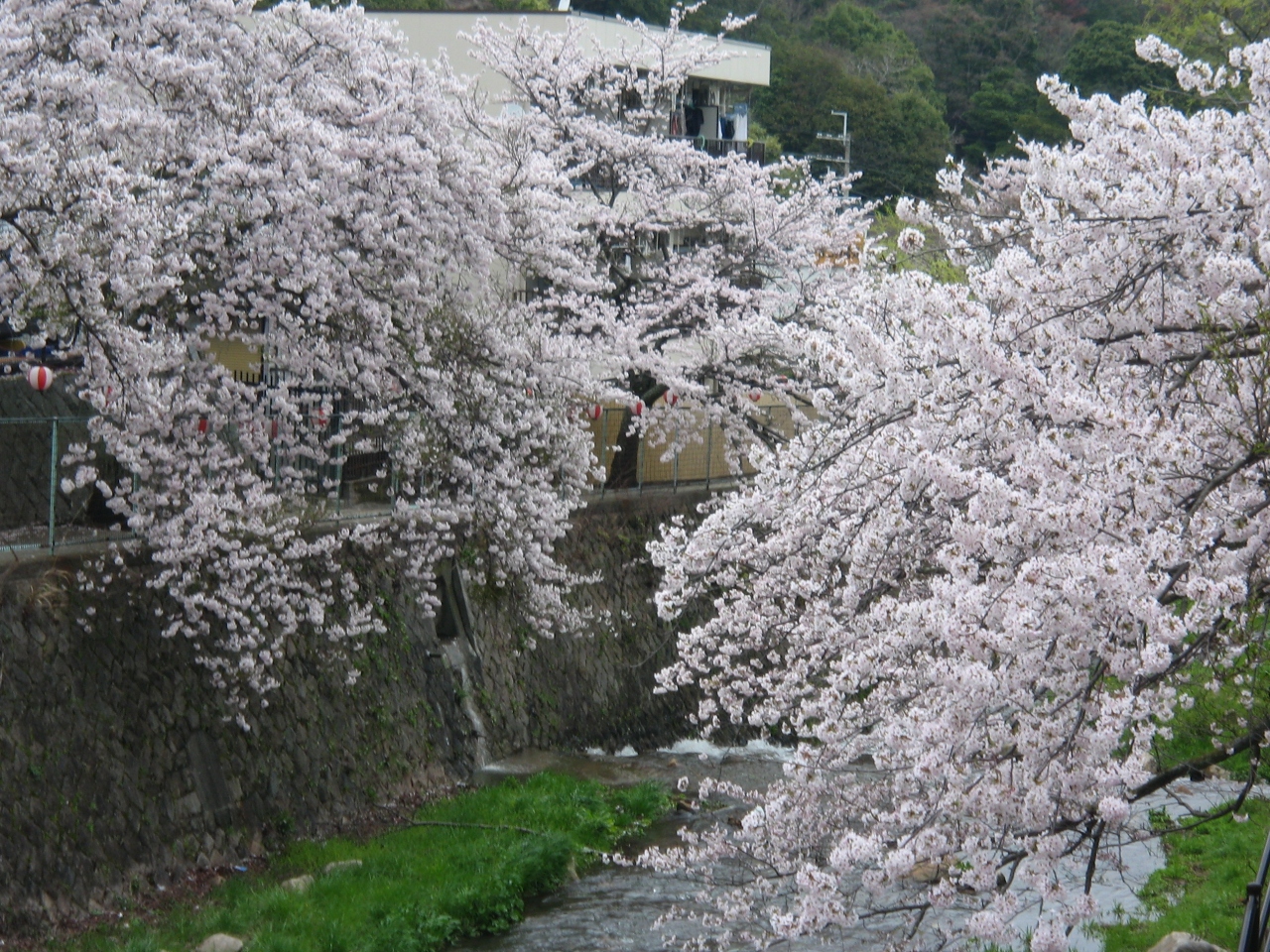 満開の桜と有馬温泉 有馬温泉 兵庫県 の旅行記 ブログ By くすくすさん フォートラベル 満開の桜と有馬温泉 有馬温泉 兵庫県 の旅行記 ブログ By くすくすさん フォートラベル