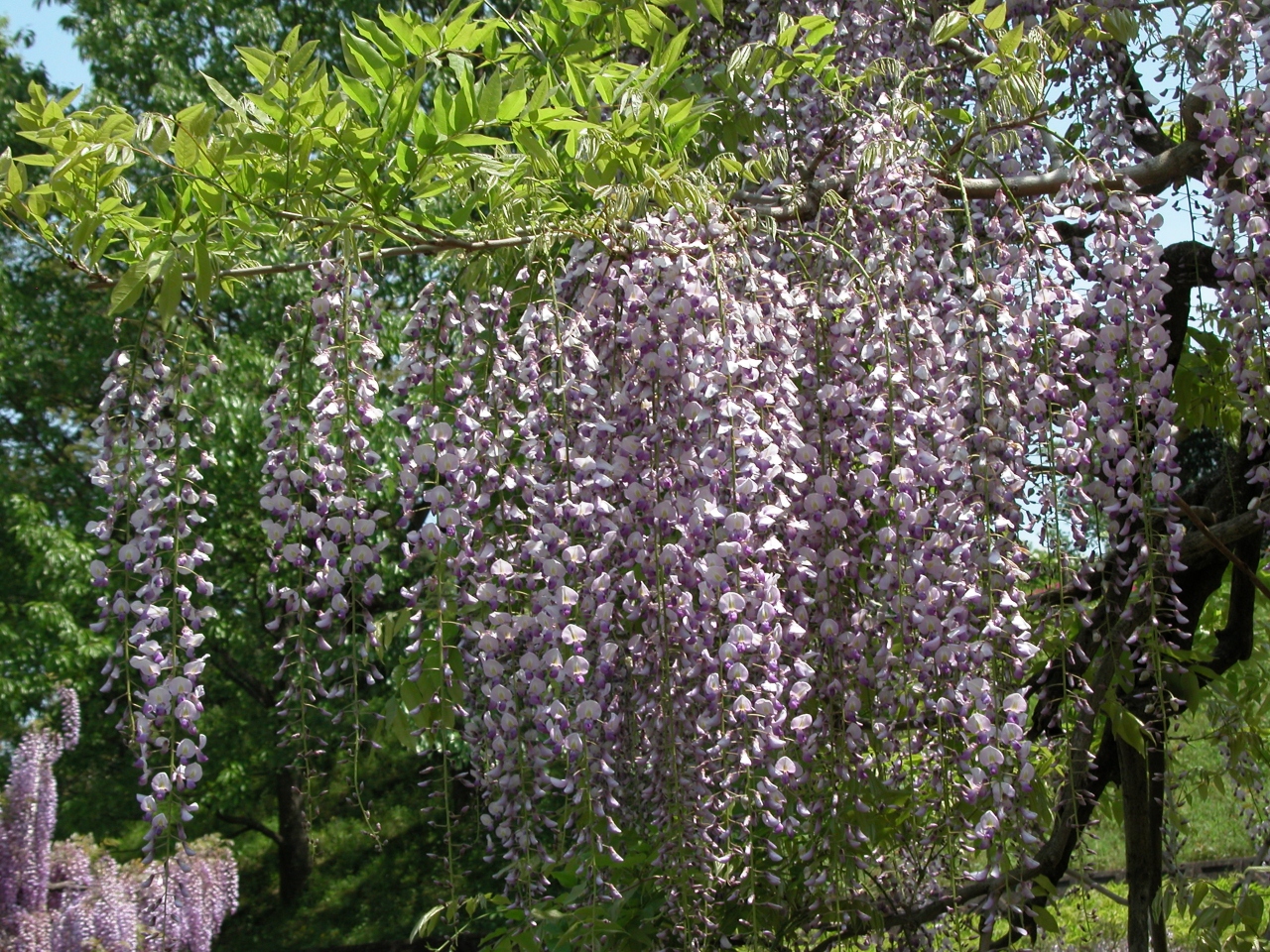 蓮華寺池公園の藤まつり 藤枝 岡部 静岡県 の旅行記 ブログ By Palchanさん フォートラベル