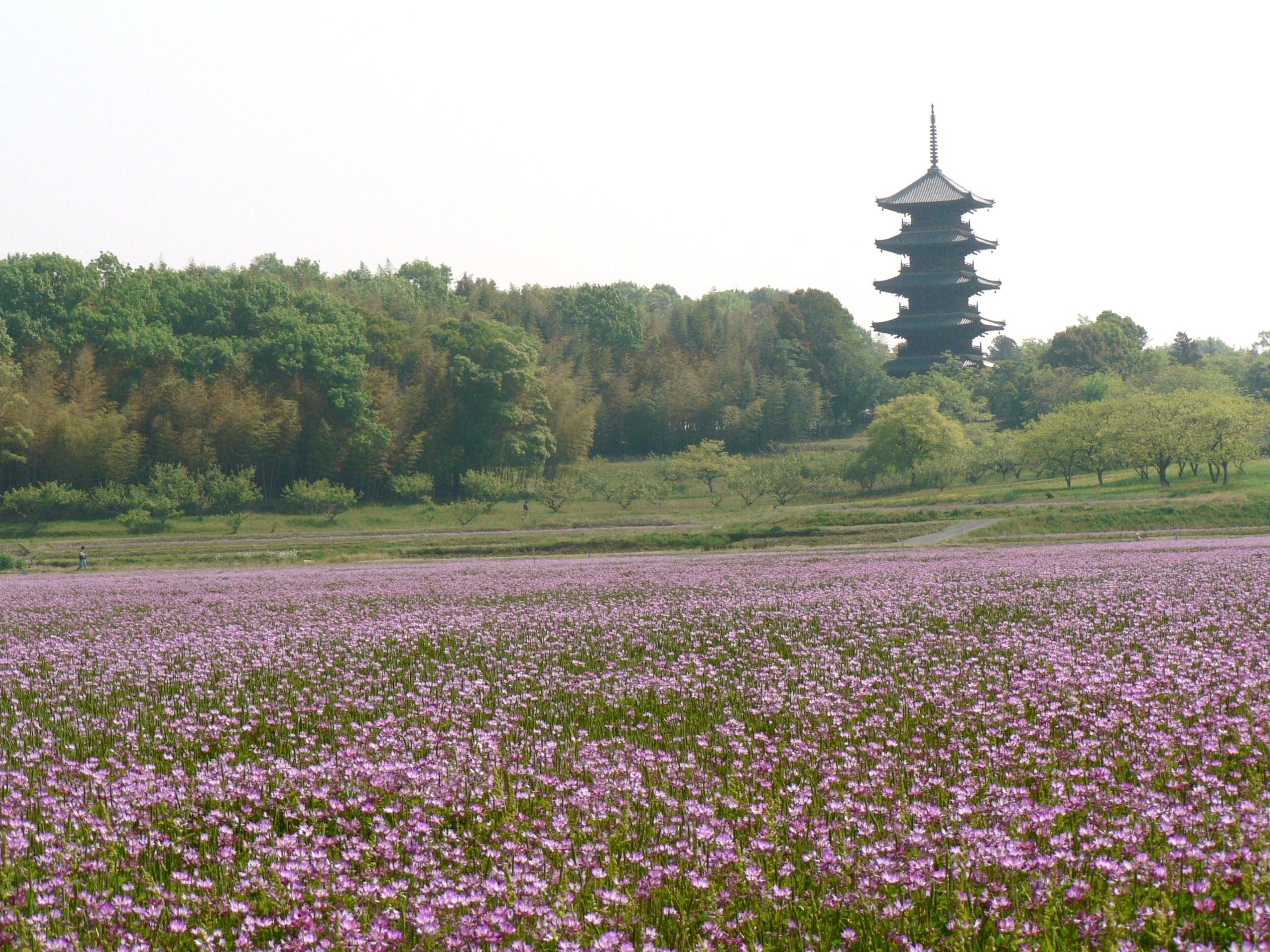 れんげを求めて春の吉備路へ 総社 吉備路 岡山県 の旅行記 ブログ By Ohchanさん フォートラベル
