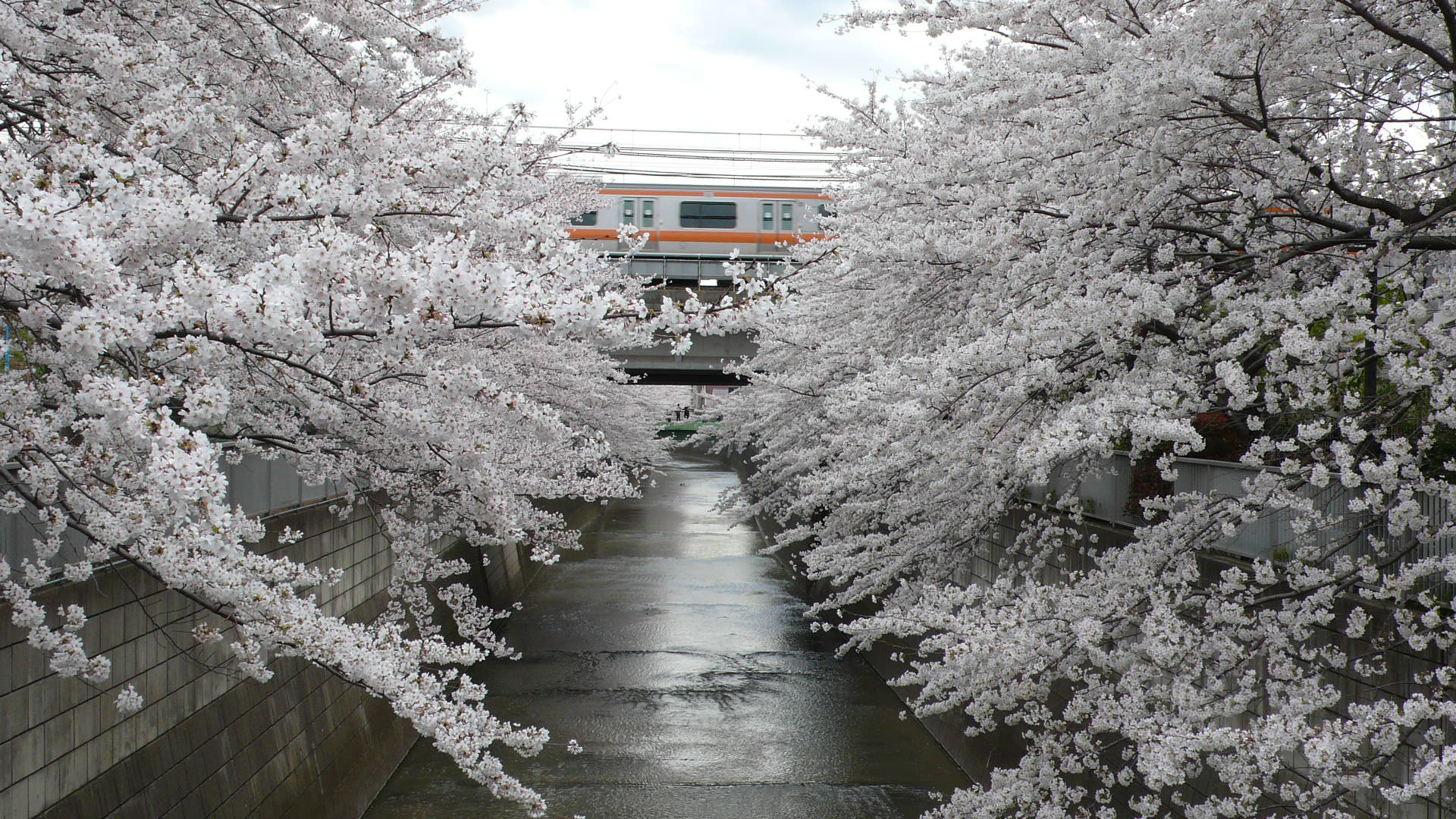 東京 東中野 北新宿周辺 神田川沿いの桜並木 ２００８年３月 中野 東京 の旅行記 ブログ By Masapiさん フォートラベル