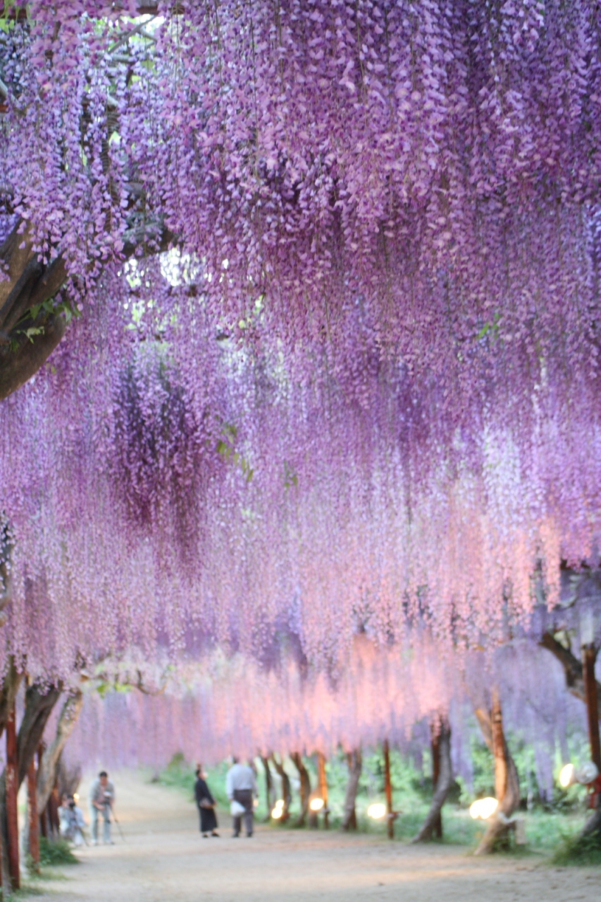 オーロラになった 藤棚七変化 その１ 岡山県の旅行記 ブログ By Planetgingaさん フォートラベル