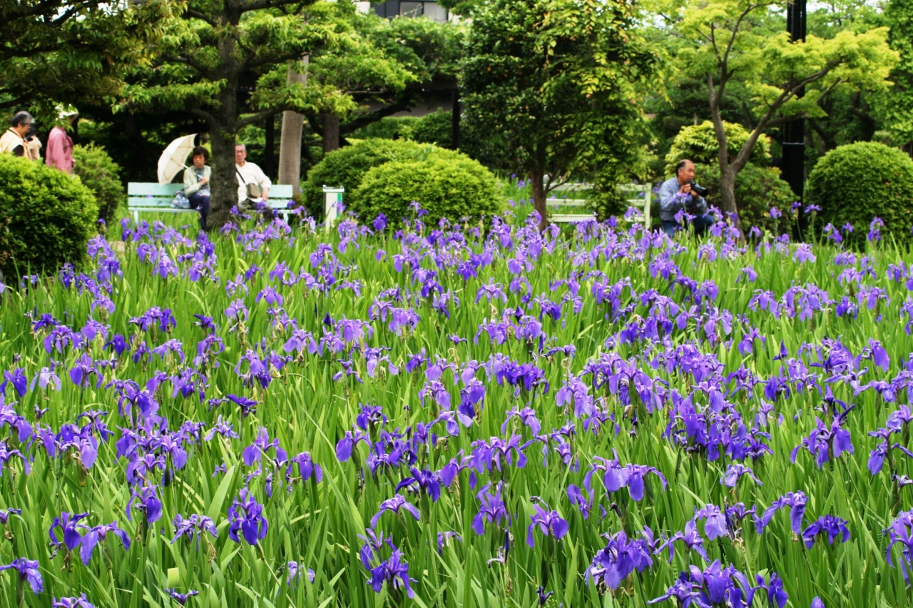 08春 八橋の業平ゆかりの杜若 2完 刈谷 知立 愛知県 の旅行記 ブログ By 旅人のくまさんさん フォートラベル