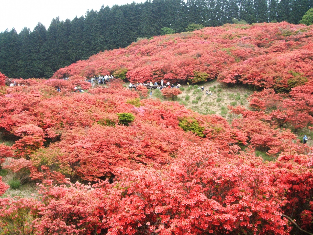 一目百万本 大和葛城山のつつじ 08 御所 葛城 奈良県 の旅行記 ブログ By Spacecowboyさん フォートラベル