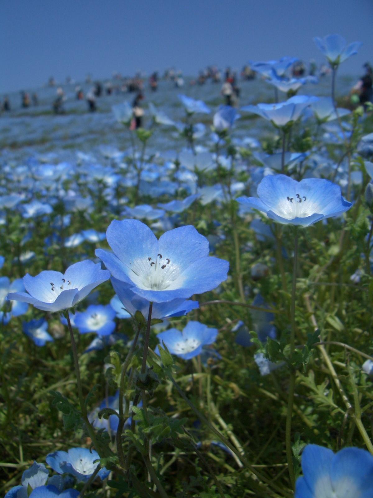 ひたち海浜公園 ネモフィラを求めて ひたちなか 茨城県 の旅行記 ブログ By Takekoさん フォートラベル