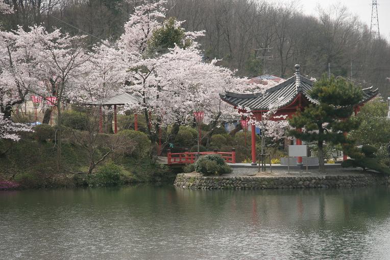 岡山 広島の桜を訪ねて 4 広島上野公園 備北丘陵公園 広島県の旅行記 ブログ By Pontyanさん フォートラベル