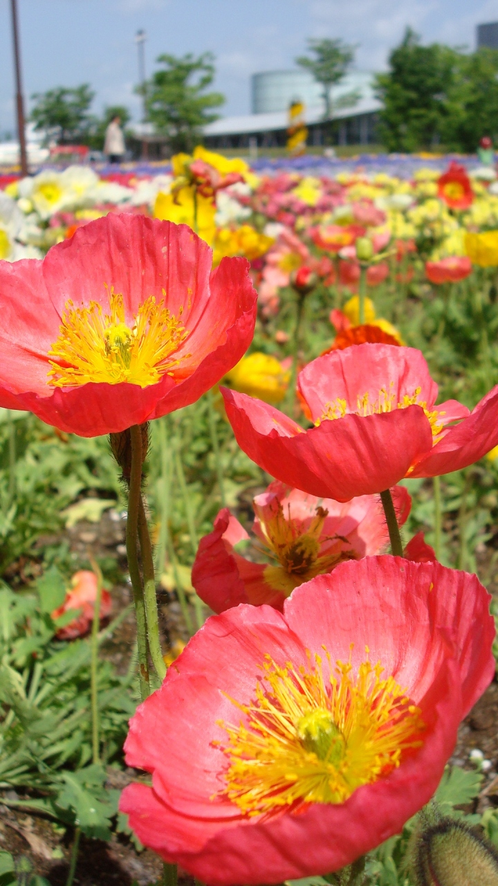 千秋が原ふるさとの森 越路かたくりの森 の旅 新潟県長岡市千秋 千谷沢 長岡 寺泊 新潟県 の旅行記 ブログ By ひょんひょんさん フォートラベル 千秋が原ふるさとの森 越路かたくりの森 の旅 新潟県長岡市千秋 千谷沢 長岡 寺泊 新潟県 の旅行記 ブログ By ひょんひょんさん フォートラベル