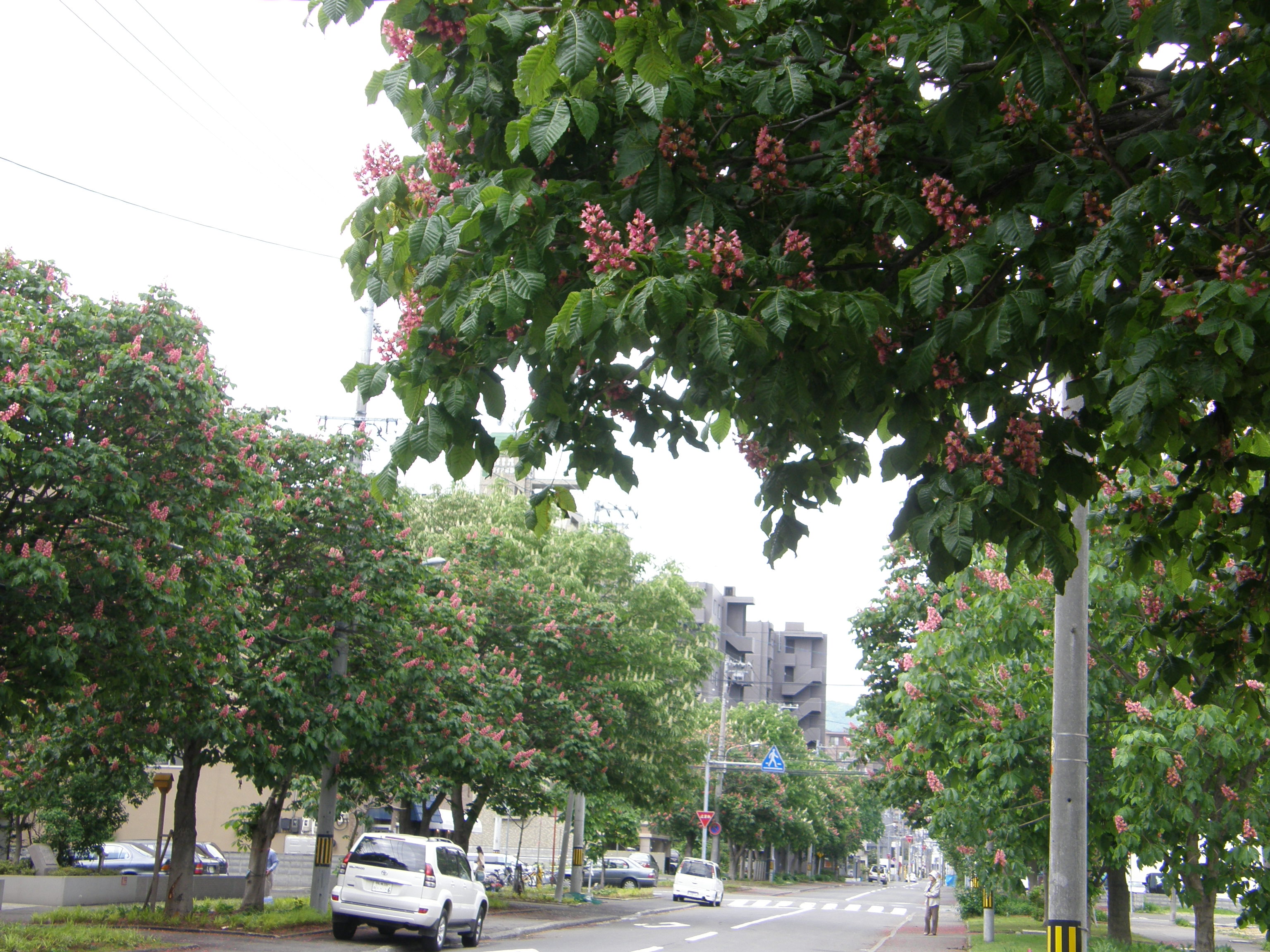 マロニエの花が咲いていたよ 赤い紅いお花だったよ 北海道の旅行記 ブログ By こざくらさん フォートラベル