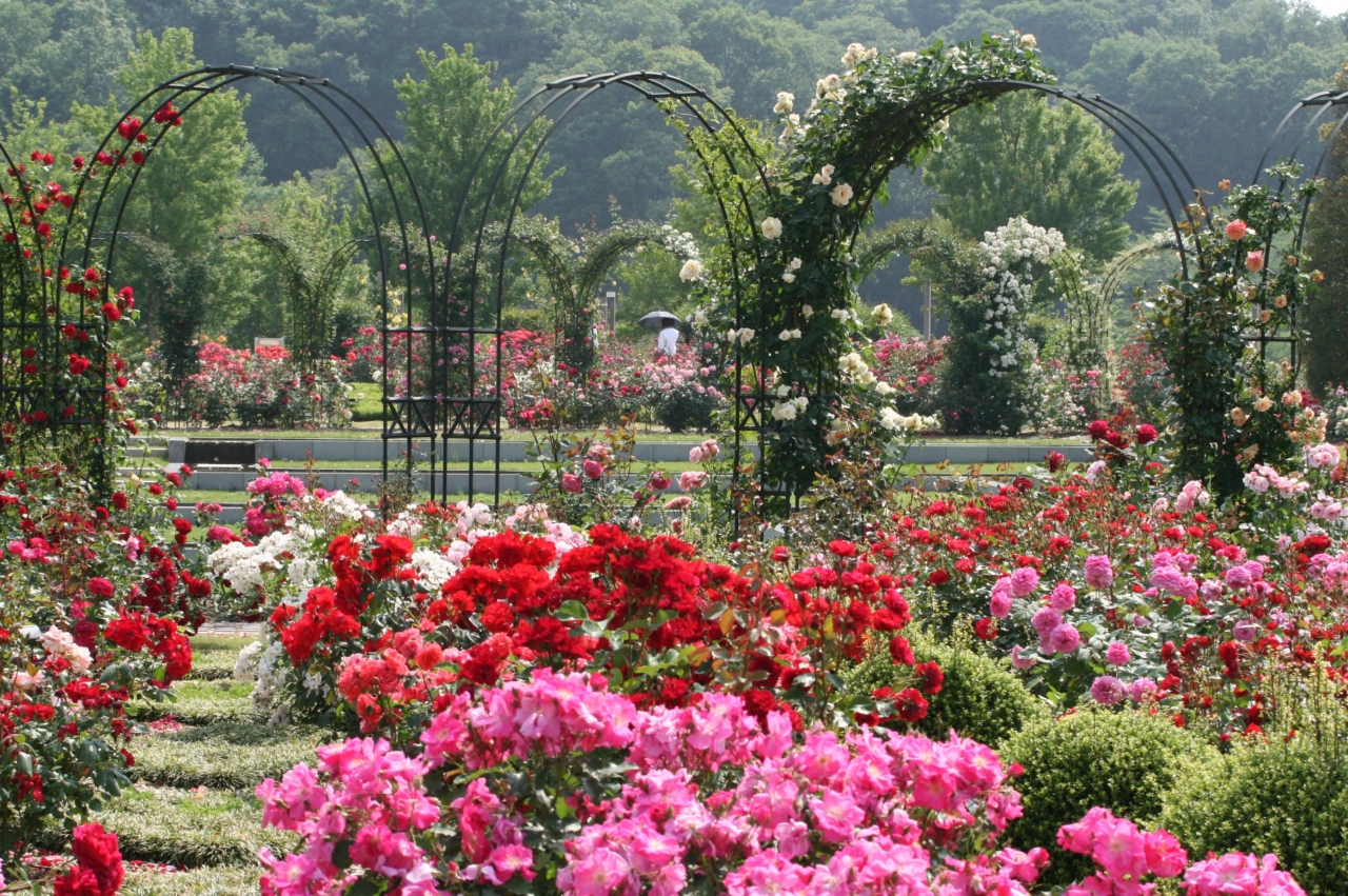 08春 花フェスタ記念公園の薔薇 14完 可児 岐阜県 の旅行記 ブログ By 旅人のくまさんさん フォートラベル