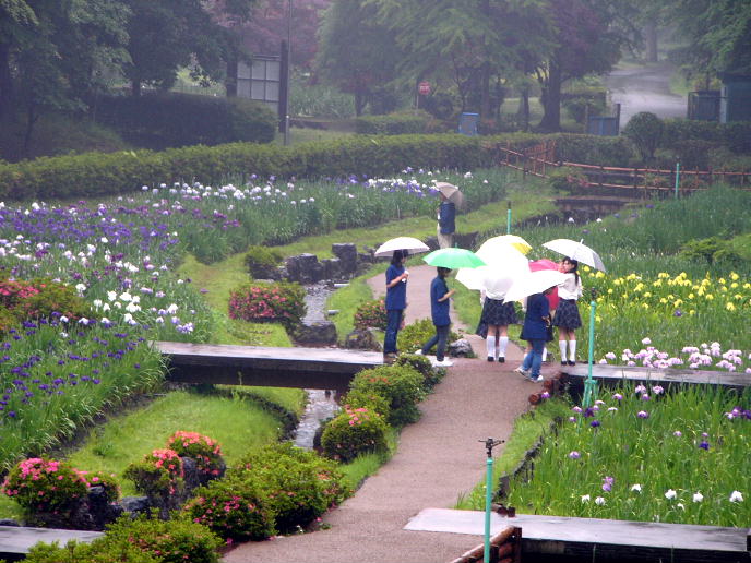 岐阜県百年公園 菖蒲まつり 関 岐阜県 の旅行記 ブログ By 風に吹かれて旅人さん フォートラベル