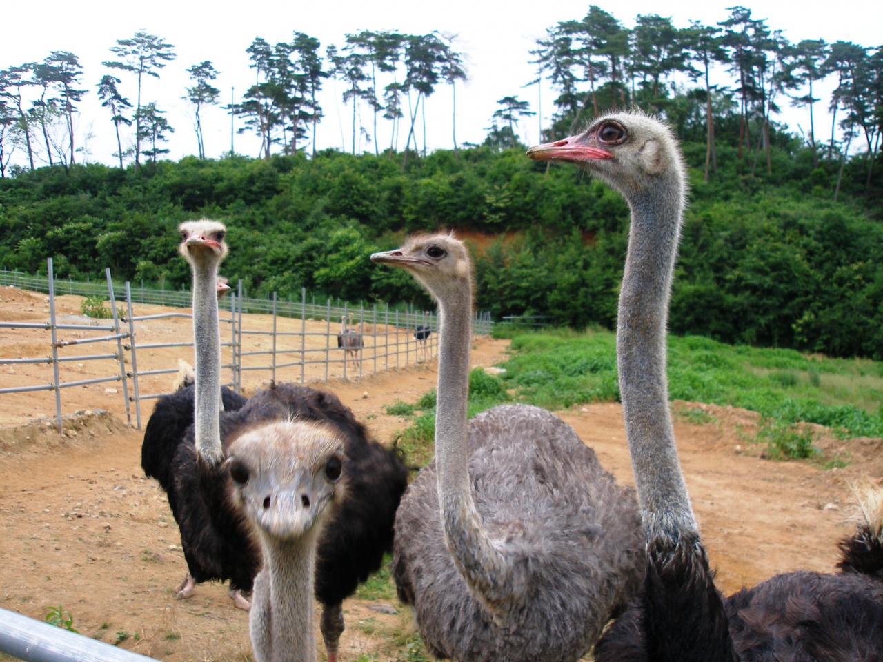 賀陽 ダチョウ牧場でダチョウと遊ぶ 赤磐 美咲 吉備中央 岡山県 の旅行記 ブログ By 吉備津彦さん フォートラベル