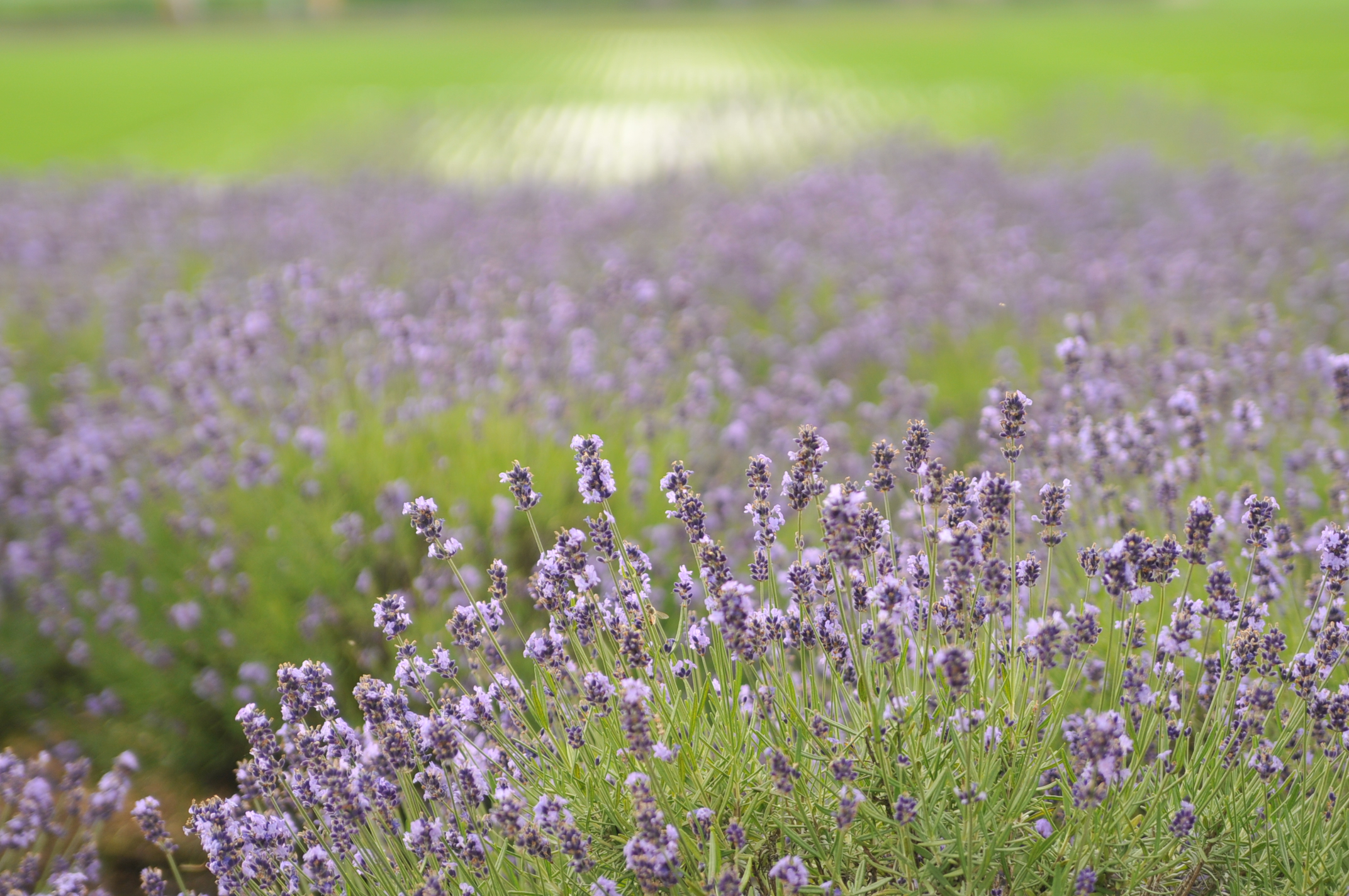 菖蒲城址あやめ園 第14回あやめ ラベンダーのブルーフェスティバル 花菖蒲紀行 鴻巣 桶川 北本 埼玉県 の旅行記 ブログ By Airpentaroさん フォートラベル