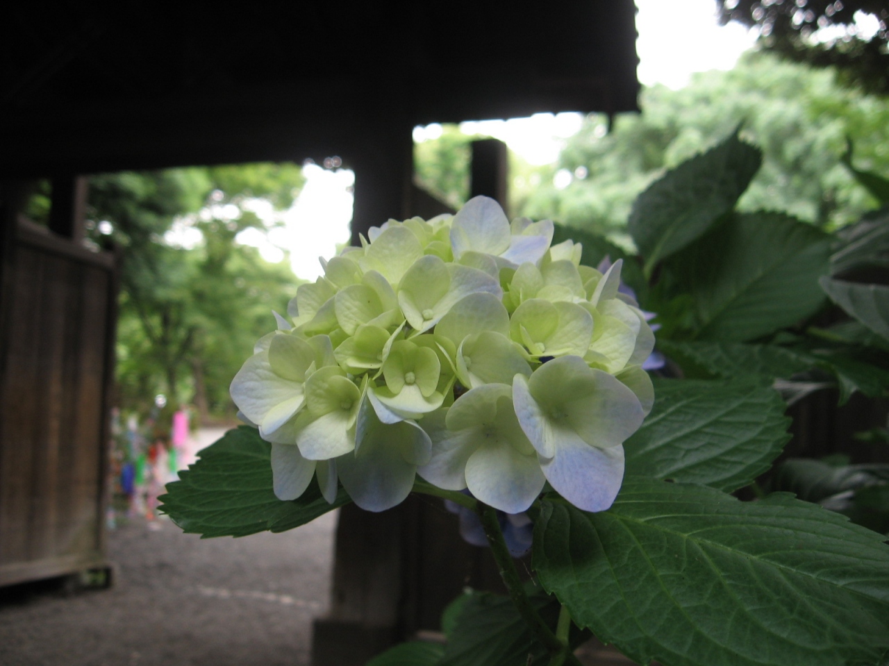 六義園は紫陽花も似合う 大塚 巣鴨 駒込 東京 の旅行記 ブログ By コクリコさん フォートラベル