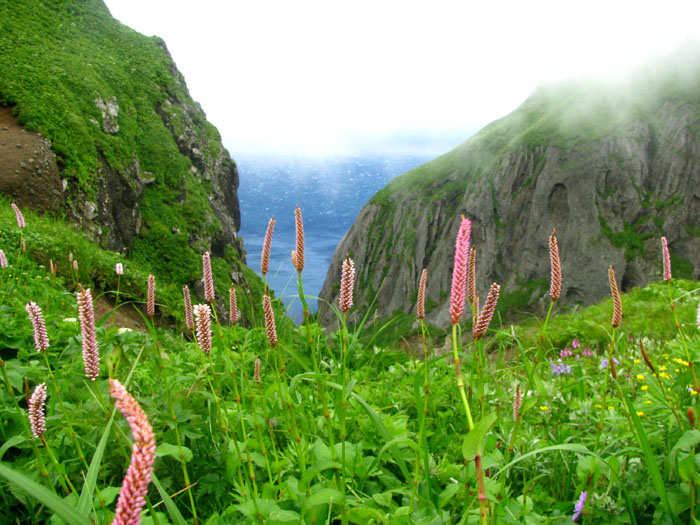 花の浮島 礼文島 トレッキング 北海道の旅行記 ブログ By るりさん フォートラベル