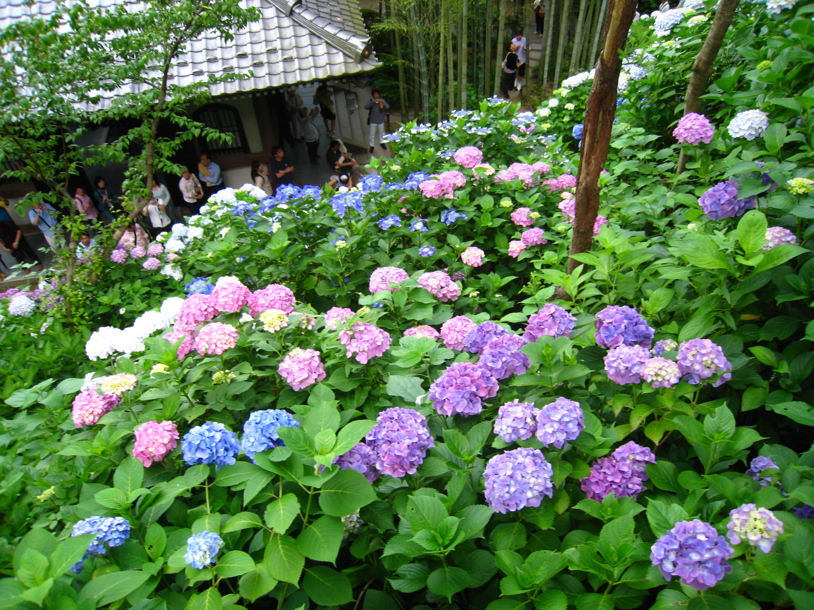 長谷寺のあじさい 鎌倉 神奈川県 の旅行記 ブログ By Junkoさん フォートラベル 長谷寺のあじさい 鎌倉 神奈川県 の旅行記 ブログ By Junkoさん フォートラベル