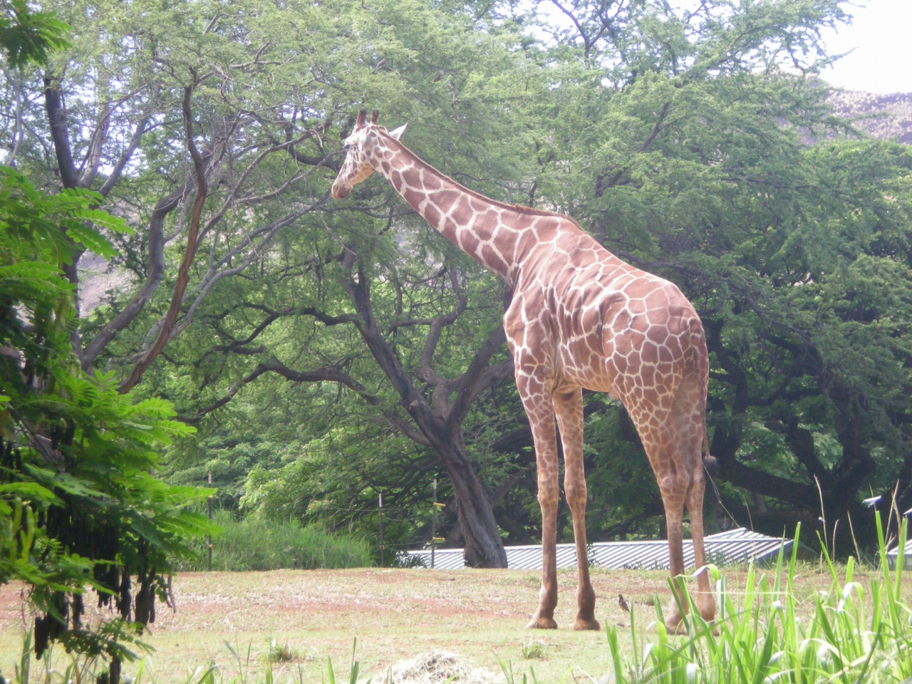 ハワイ来てまで ホノルル動物園 ホノルル ハワイ の旅行記 ブログ By テラーキさん フォートラベル