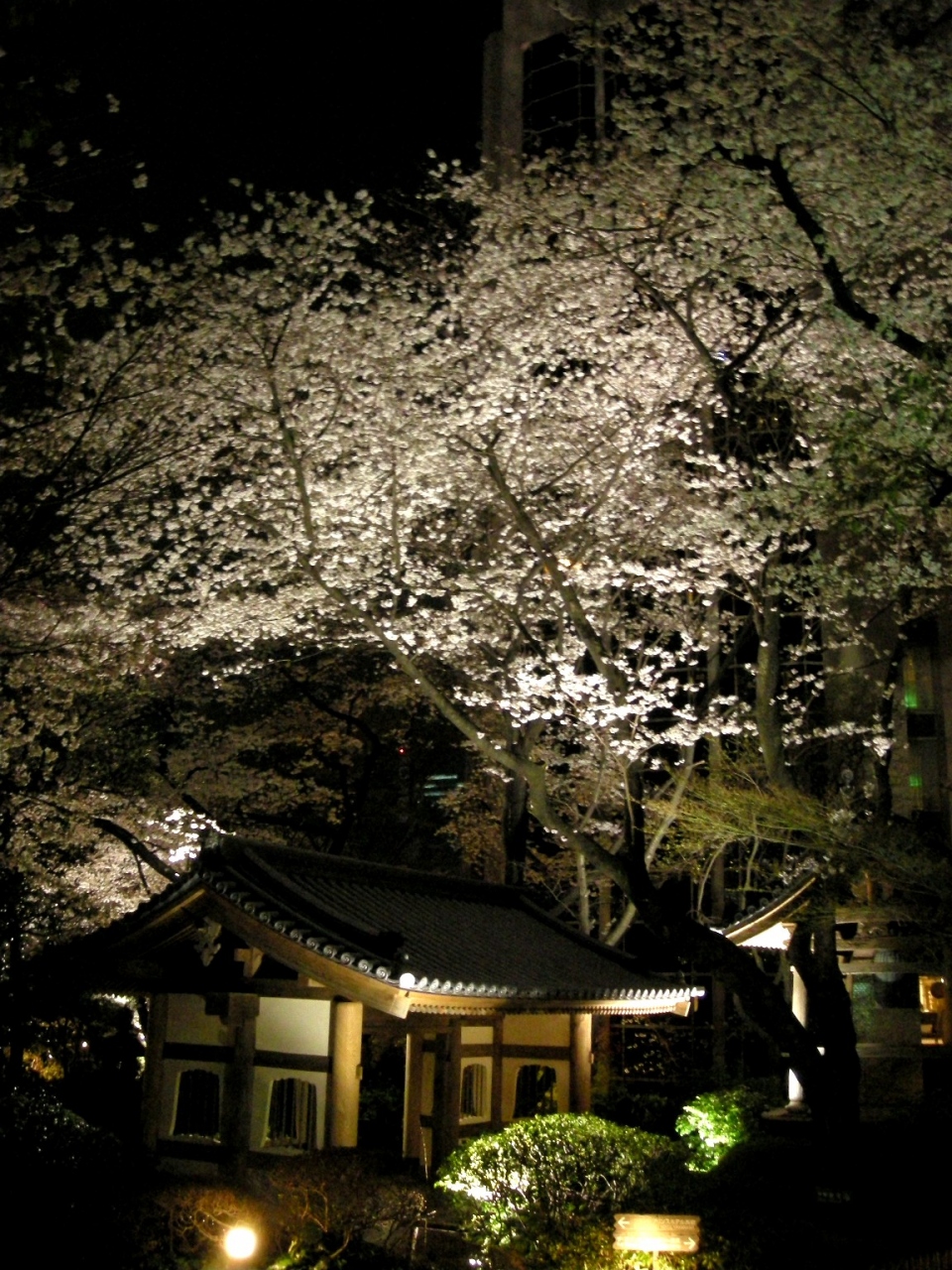 東京お散歩日記 08年3月 品川駅周辺夜桜見物 品川 東京 の旅行記 ブログ By Ai Poohさん フォートラベル