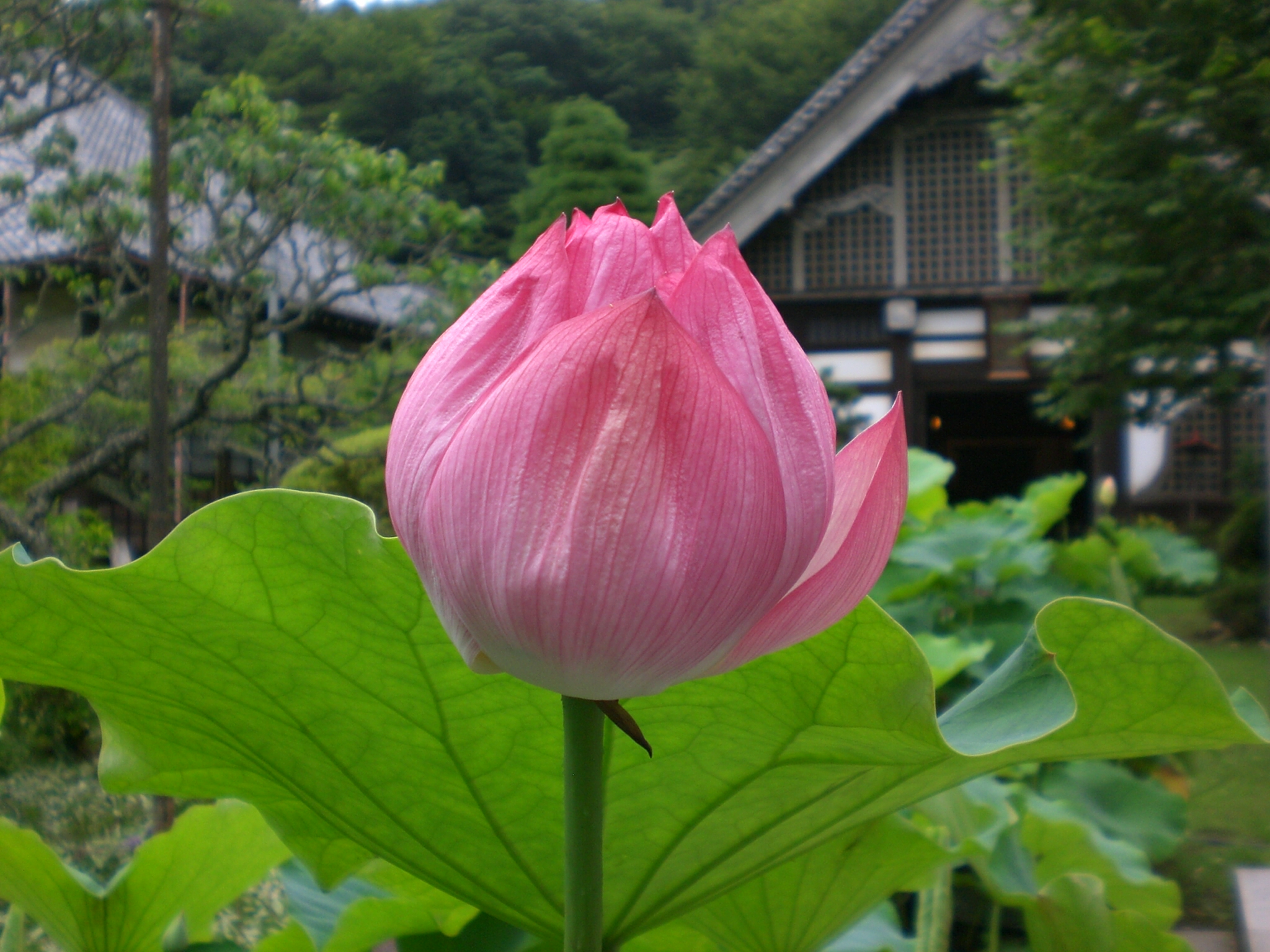 静岡 なかなかの名刹 玉澤妙法華寺 三島 静岡県 の旅行記 ブログ By Madeiraさん フォートラベル