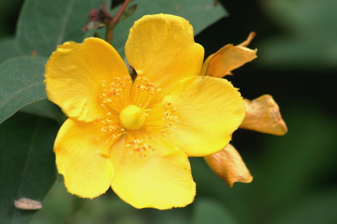 08初夏 鶴舞公園の初夏の花 4完 鶴舞 堀田 愛知県 の旅行記 ブログ By 旅人のくまさんさん フォートラベル