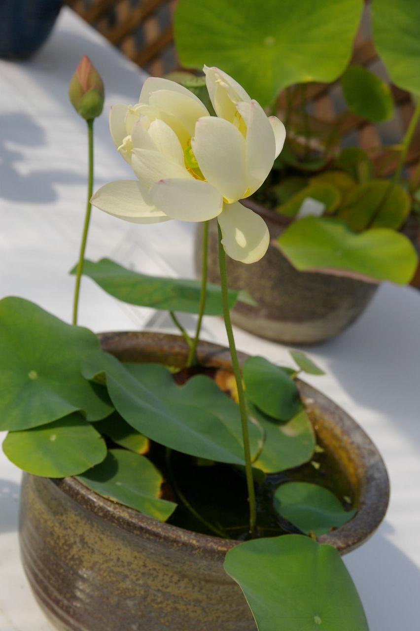 盛夏の京都府立植物園へ 碗蓮展が見たくて 今出川 北大路 北野 京都 の旅行記 ブログ By Jyugonさん フォートラベル