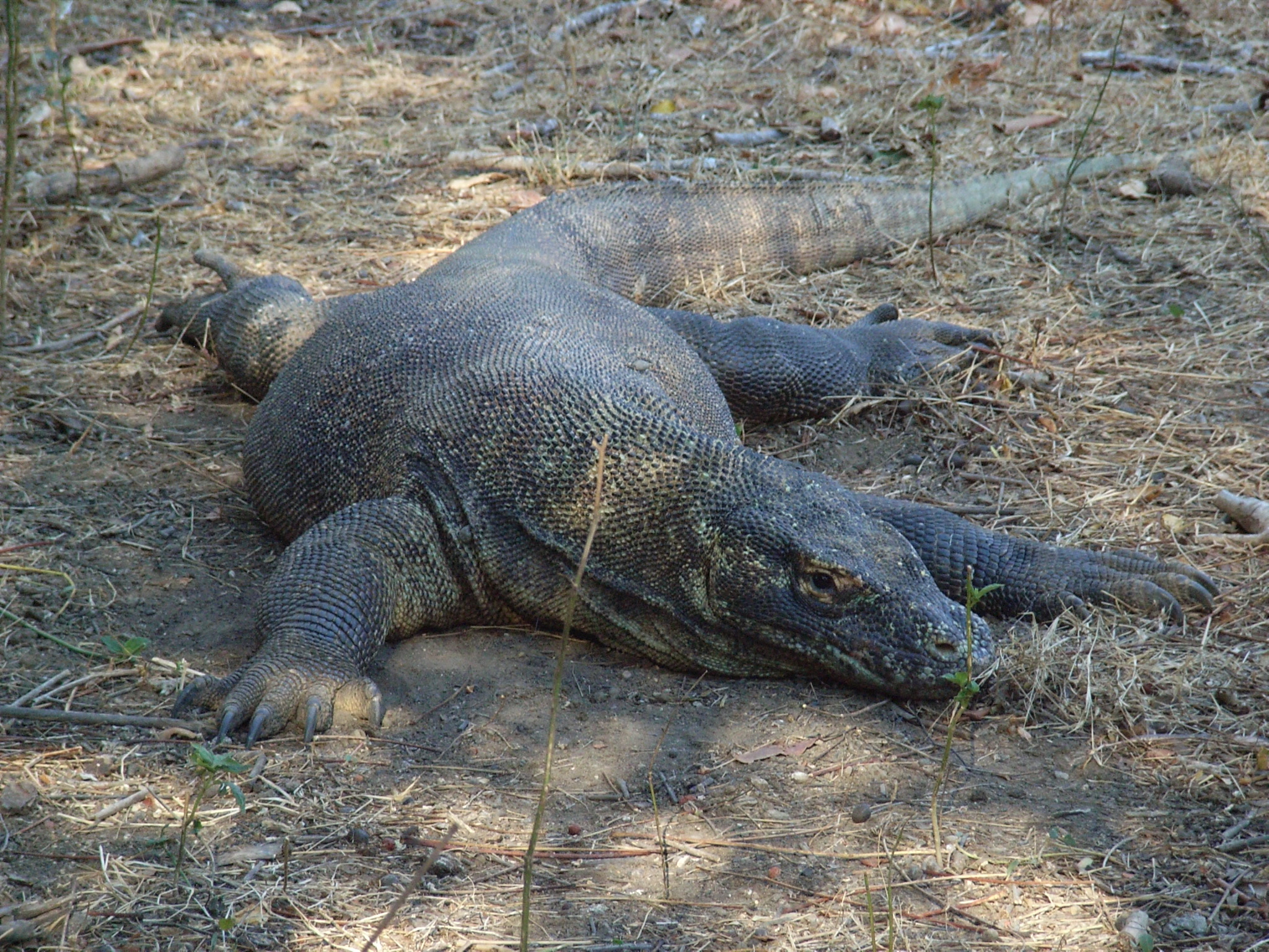 Indonesia Bali Nusatenggara コモド リンチャ島 ヌサ トゥンガラ諸島 インドネシア の旅行記 ブログ By Edanさん フォートラベル