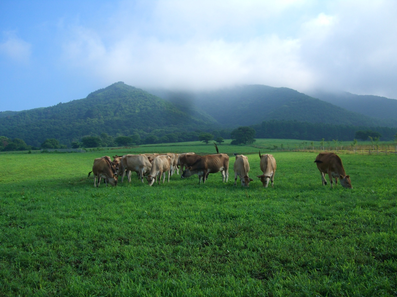 晴れの国 岡山 蒜山高原 蒜山高原 岡山県 の旅行記 ブログ By Comevaさん フォートラベル