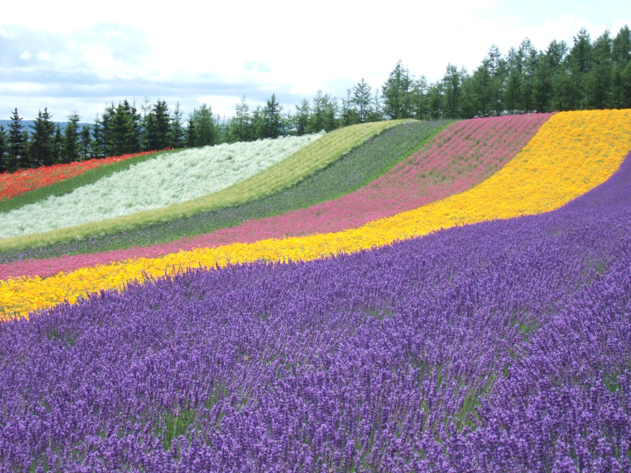 富良野のラベンダーとオホーツクの原生花園 ２日目 富良野 北海道 の旅行記 ブログ By ちょぴんさん フォートラベル