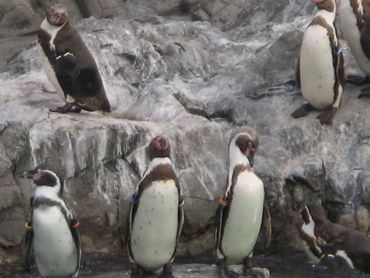 葛西臨海水族館 葛西 東京 の旅行記 ブログ By Sayakaさん フォートラベル 葛西臨海水族館 葛西 東京 の旅行記 ブログ By Sayakaさん フォートラベル
