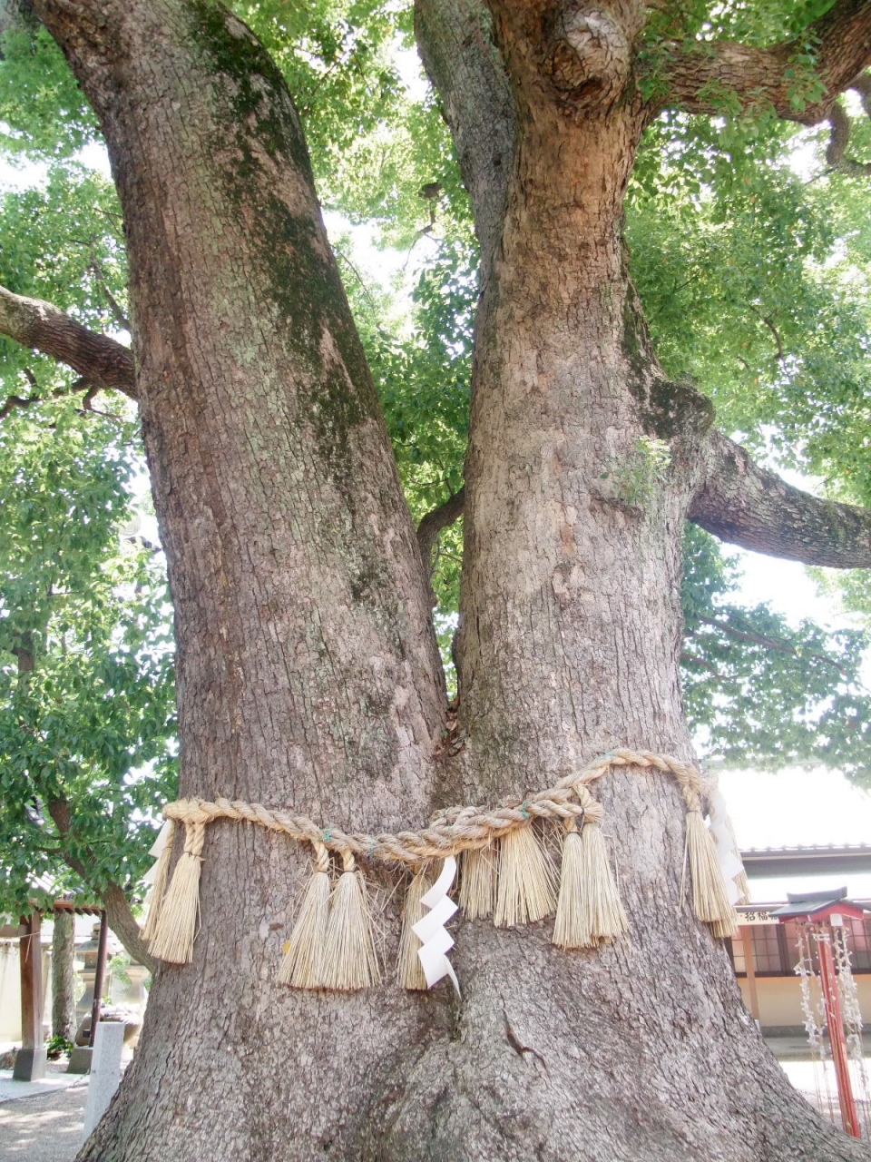 大阪市住吉大社 千年楠 と 夫婦楠 の巨木 住吉 平野 大阪 の旅行記 ブログ By だいごろうさん フォートラベル 大阪市住吉大社 千年楠 と 夫婦楠 の巨木 住吉 平野 大阪 の旅行記 ブログ By だいごろうさん フォートラベル