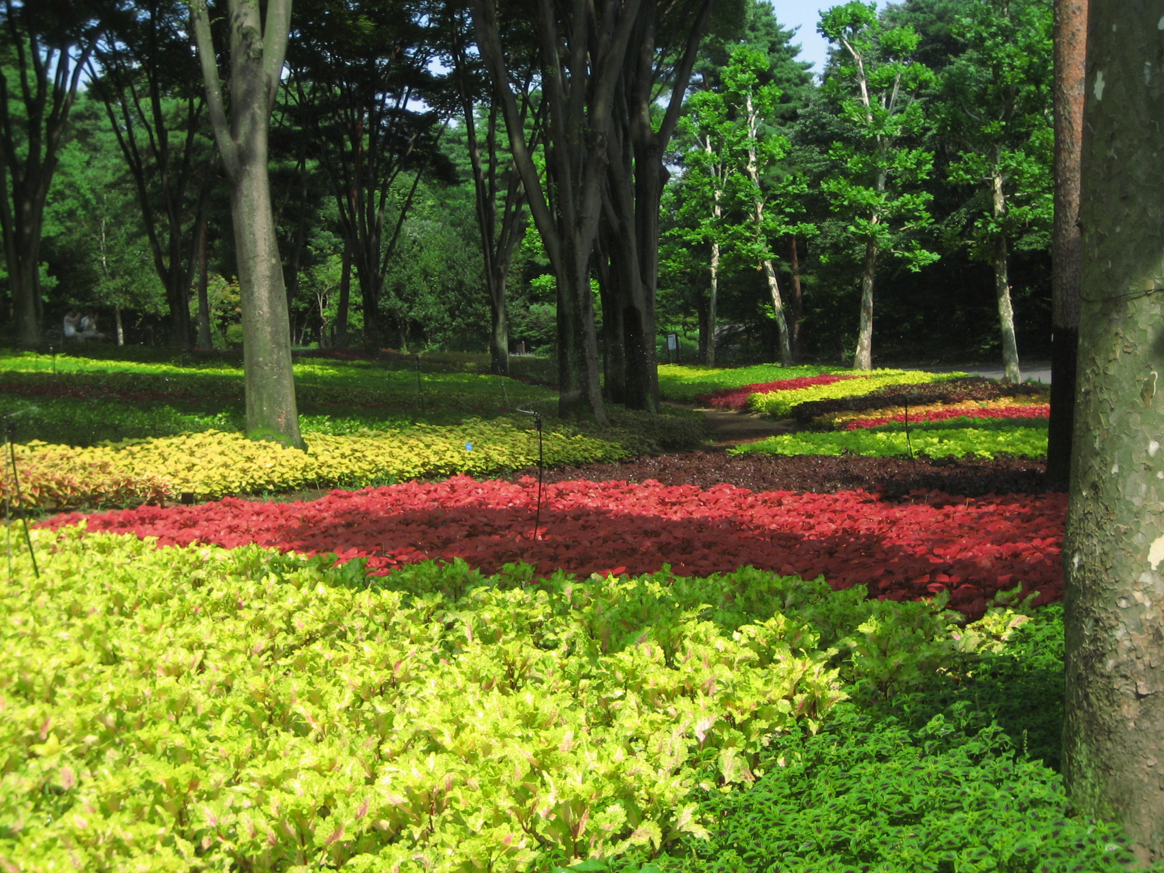 真夏日の森林公園 2 もう一つのハイライト コリウスガーデンと夏の草花たち 東松山 埼玉県 の旅行記 ブログ By まみさん フォートラベル